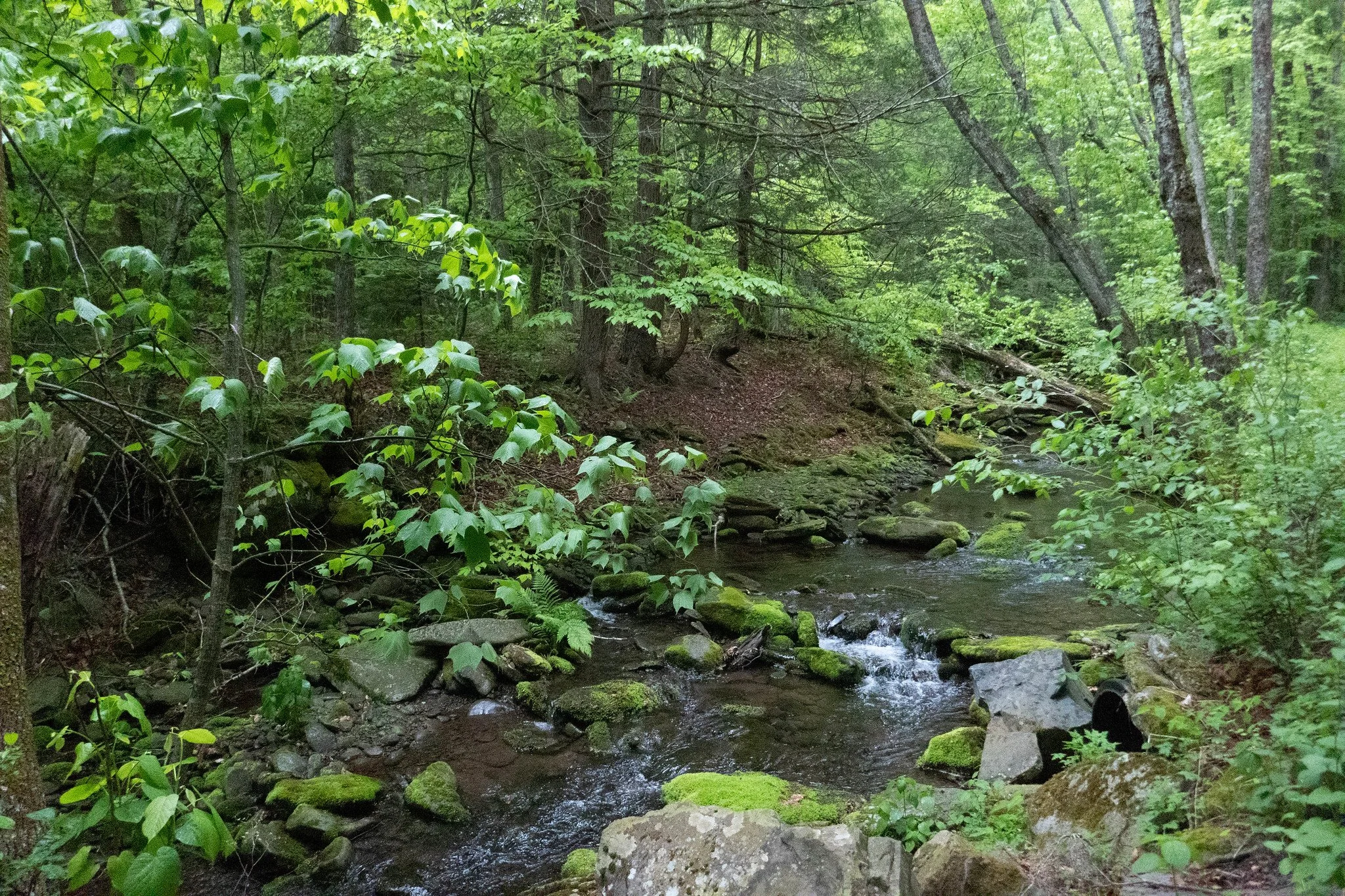 Catskills, Hunter Mountain via Spruceton Trail