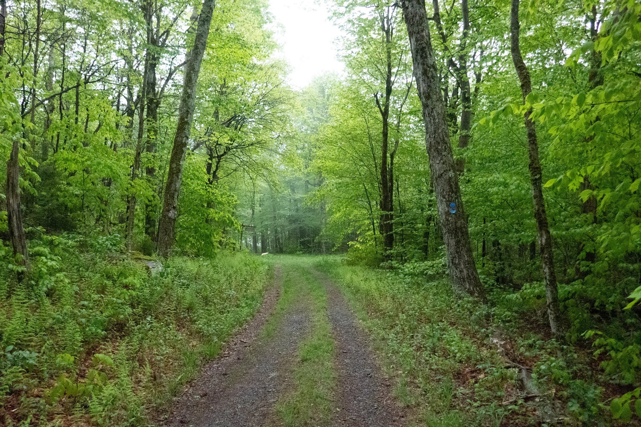 Catskills, Hunter Mountain via Spruceton Trail