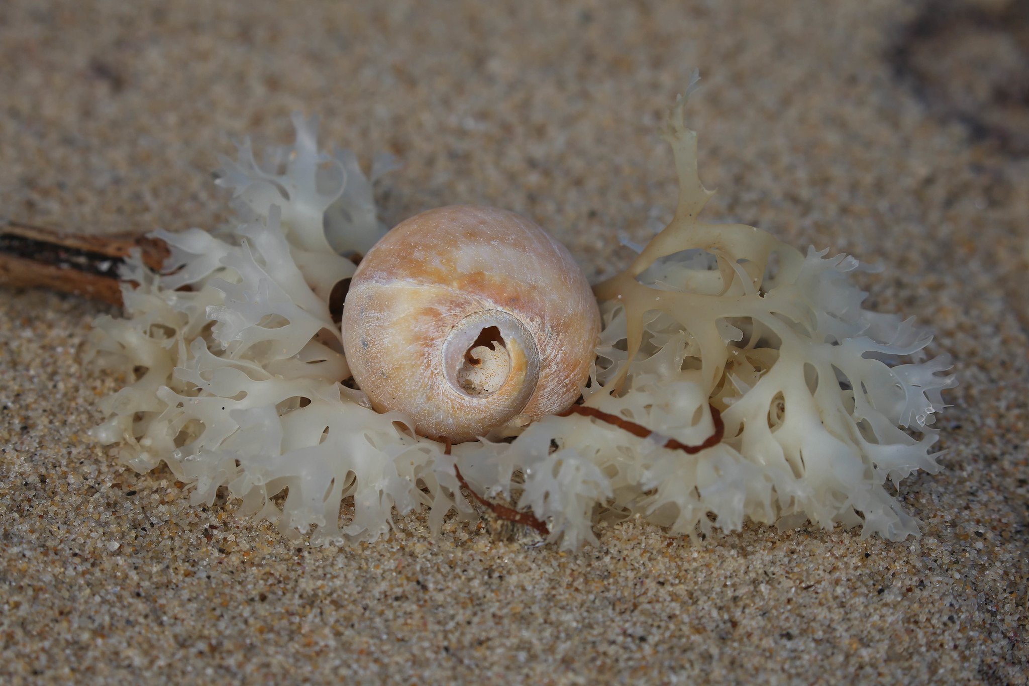 Montauk, Hither Hills State Park, Montauk Point State Park