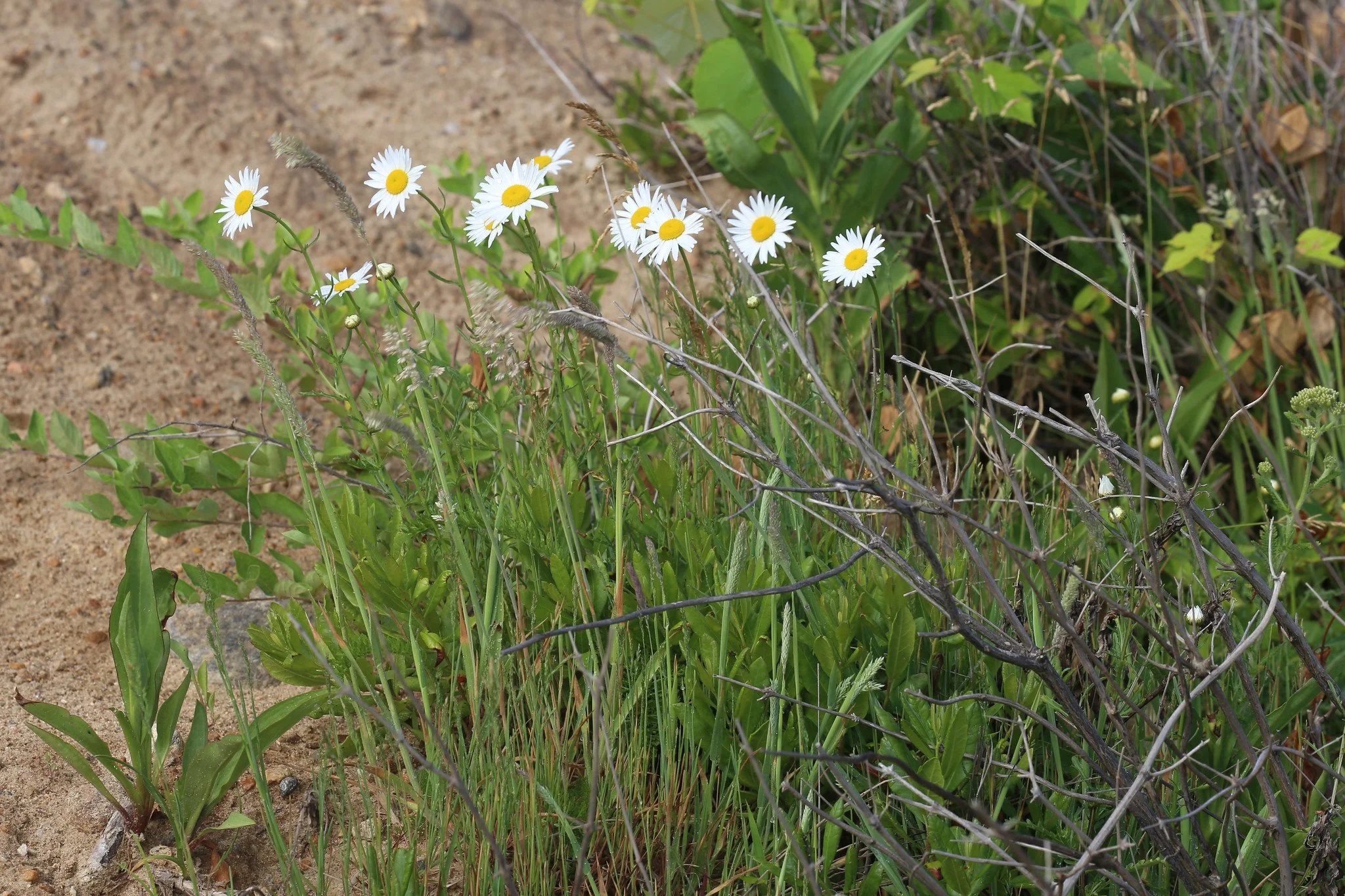 Montauk, Hither Hills State Park, Montauk Point State Park