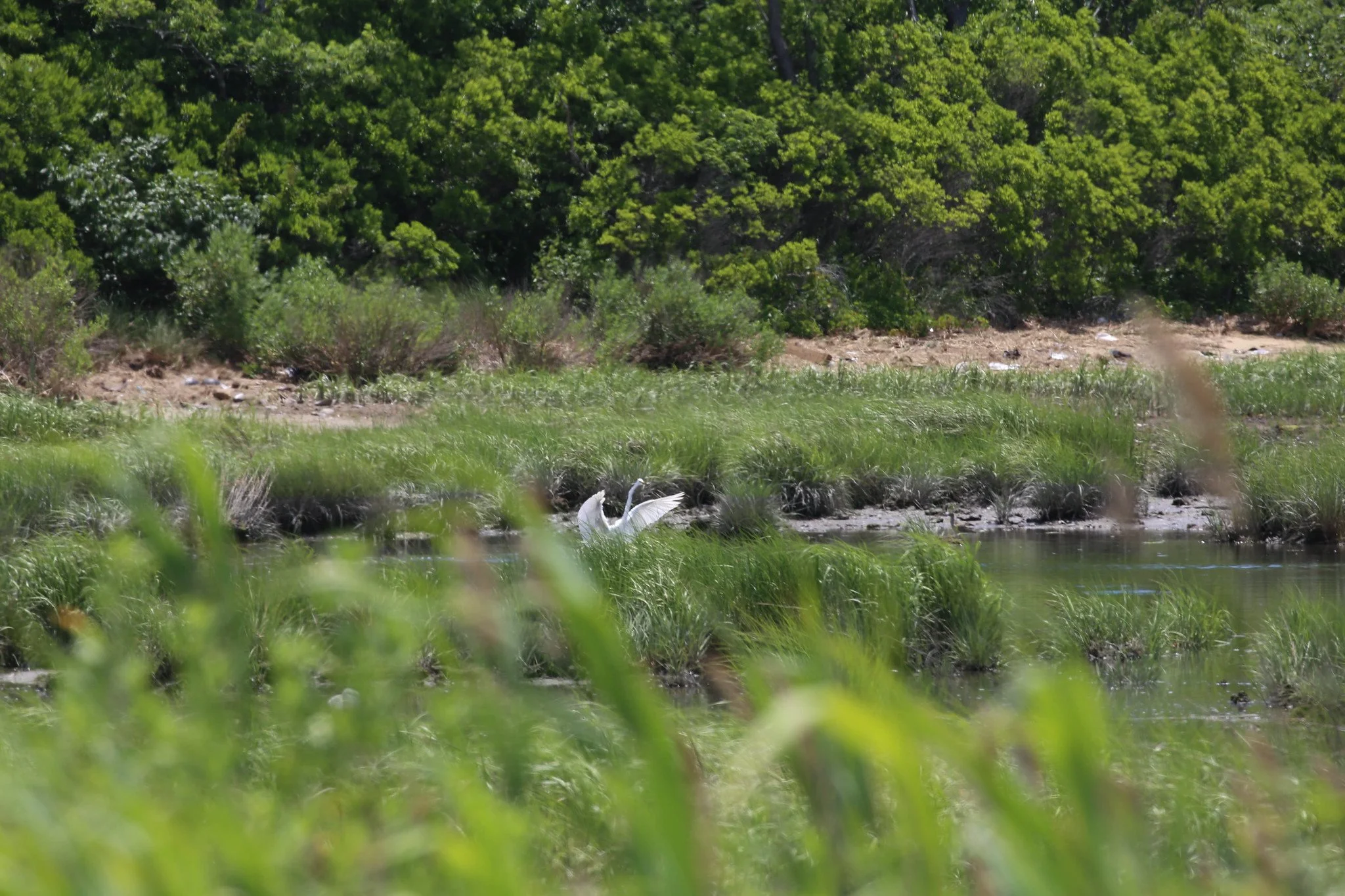 Jamaica Bay Wildlife Refuge