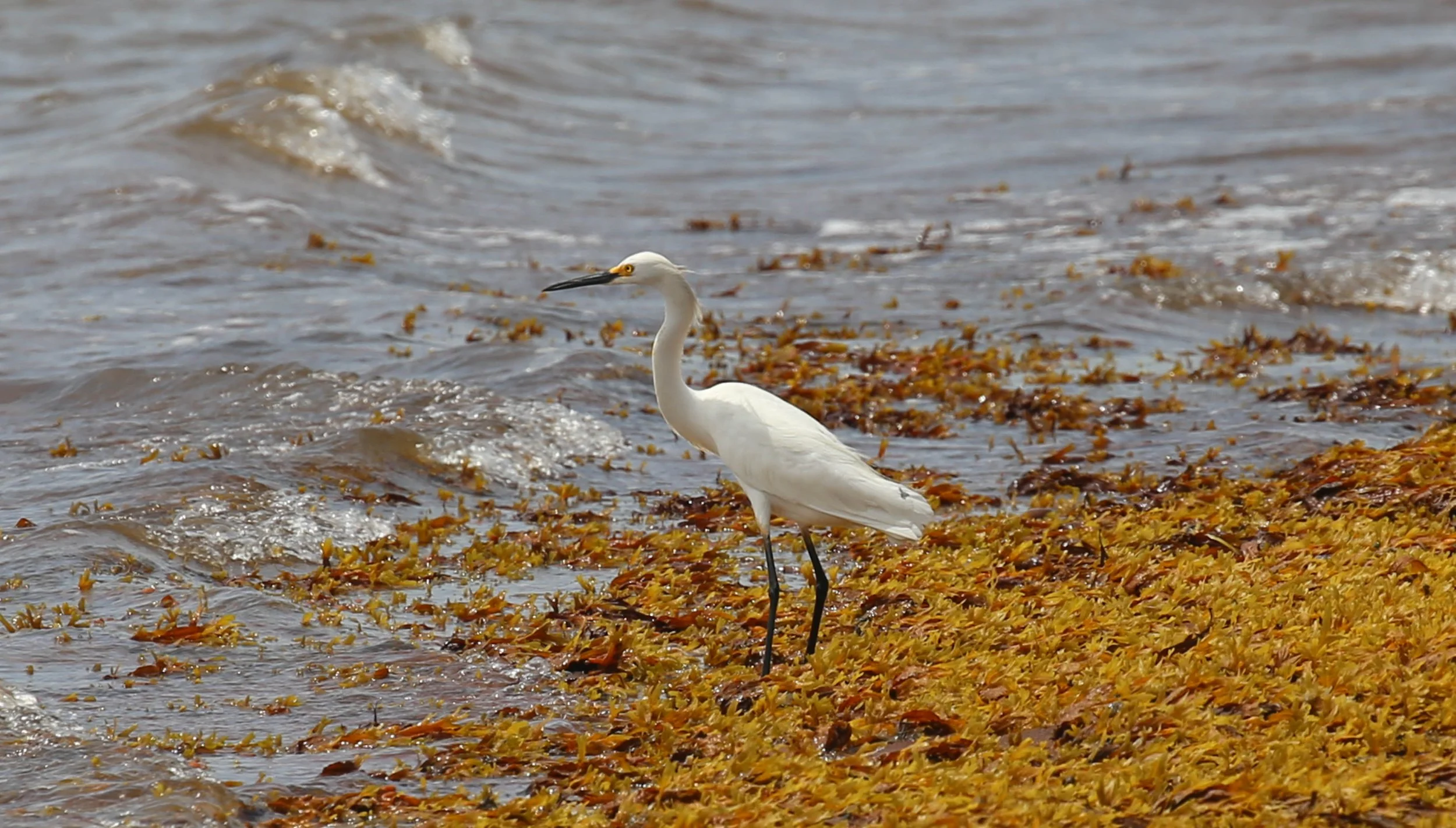 Great Egret, Ardea alba