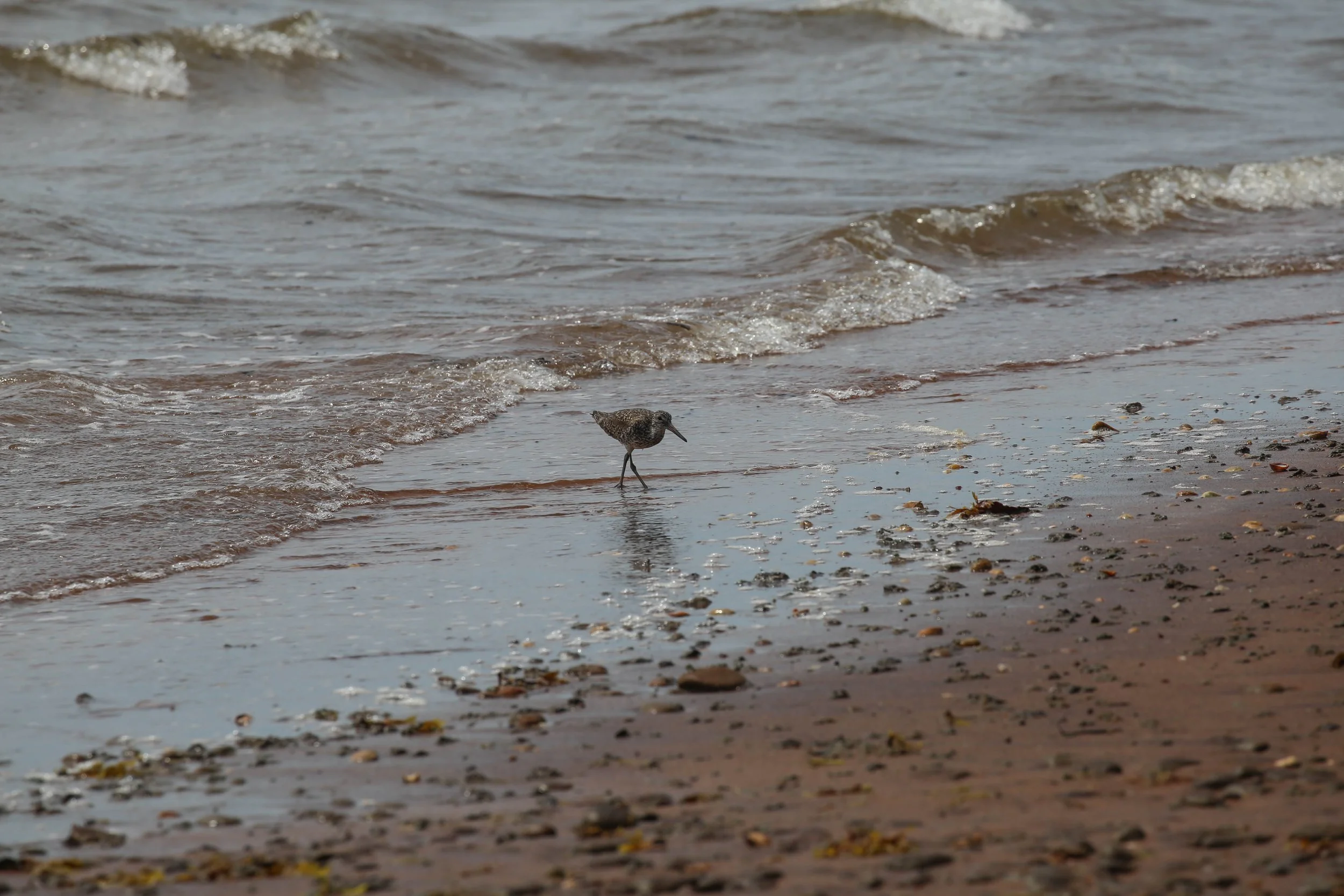 Willet, Tringa semipalmata