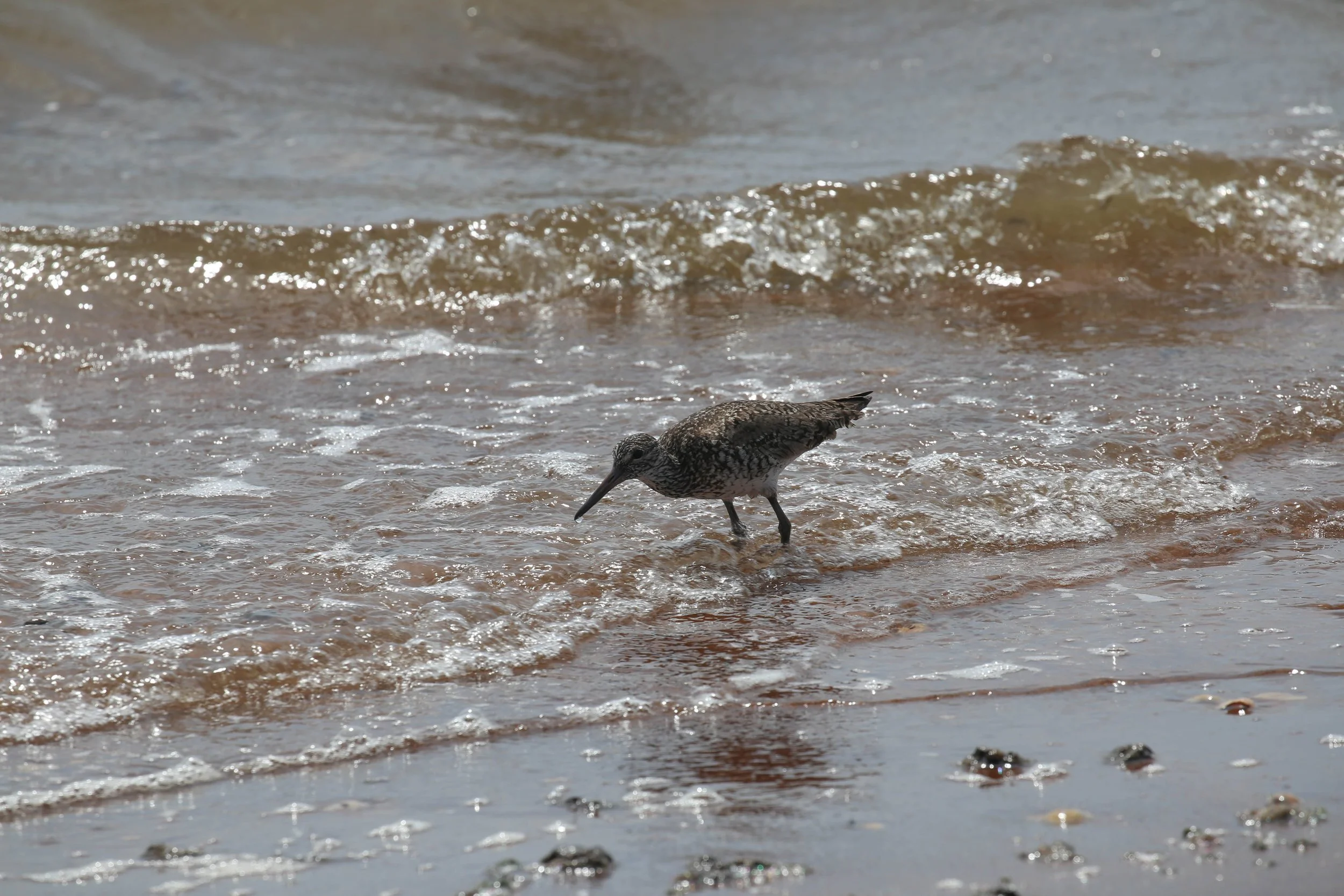 Willet, Tringa semipalmata