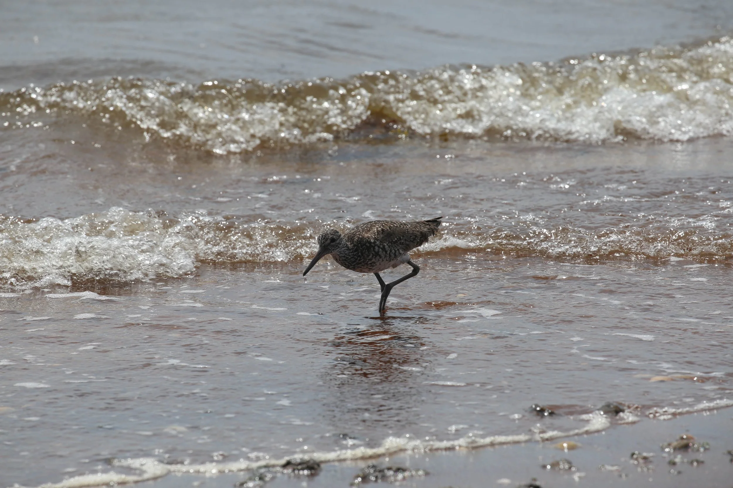 Willet, Tringa semipalmata