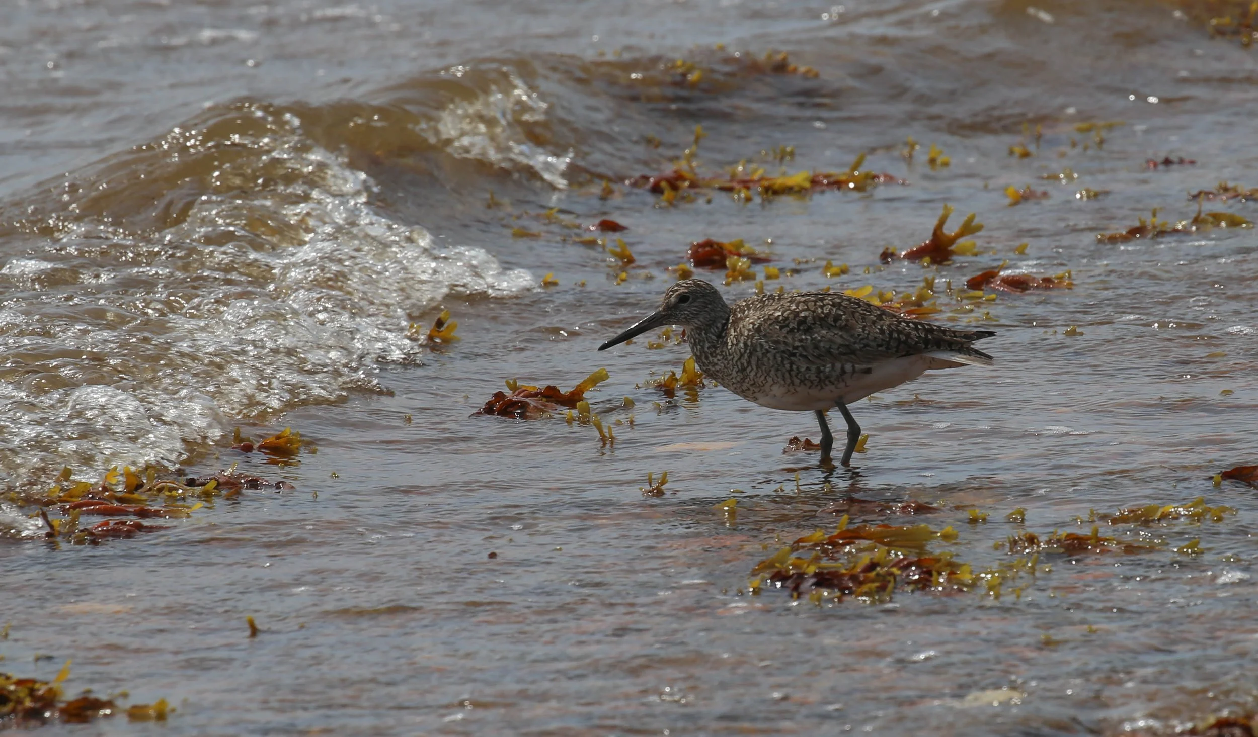 Willet, Tringa semipalmata