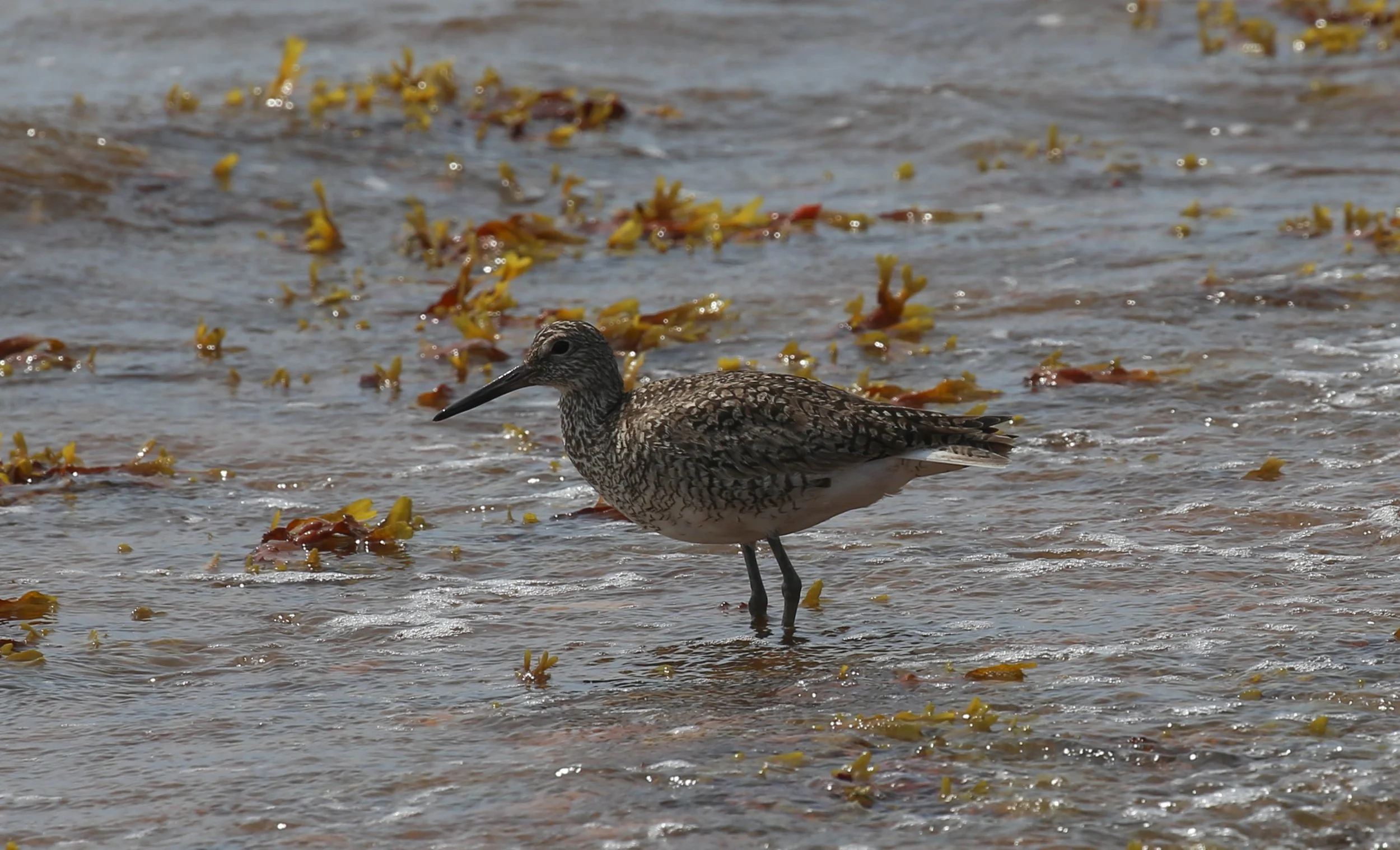 Willet, Tringa semipalmata