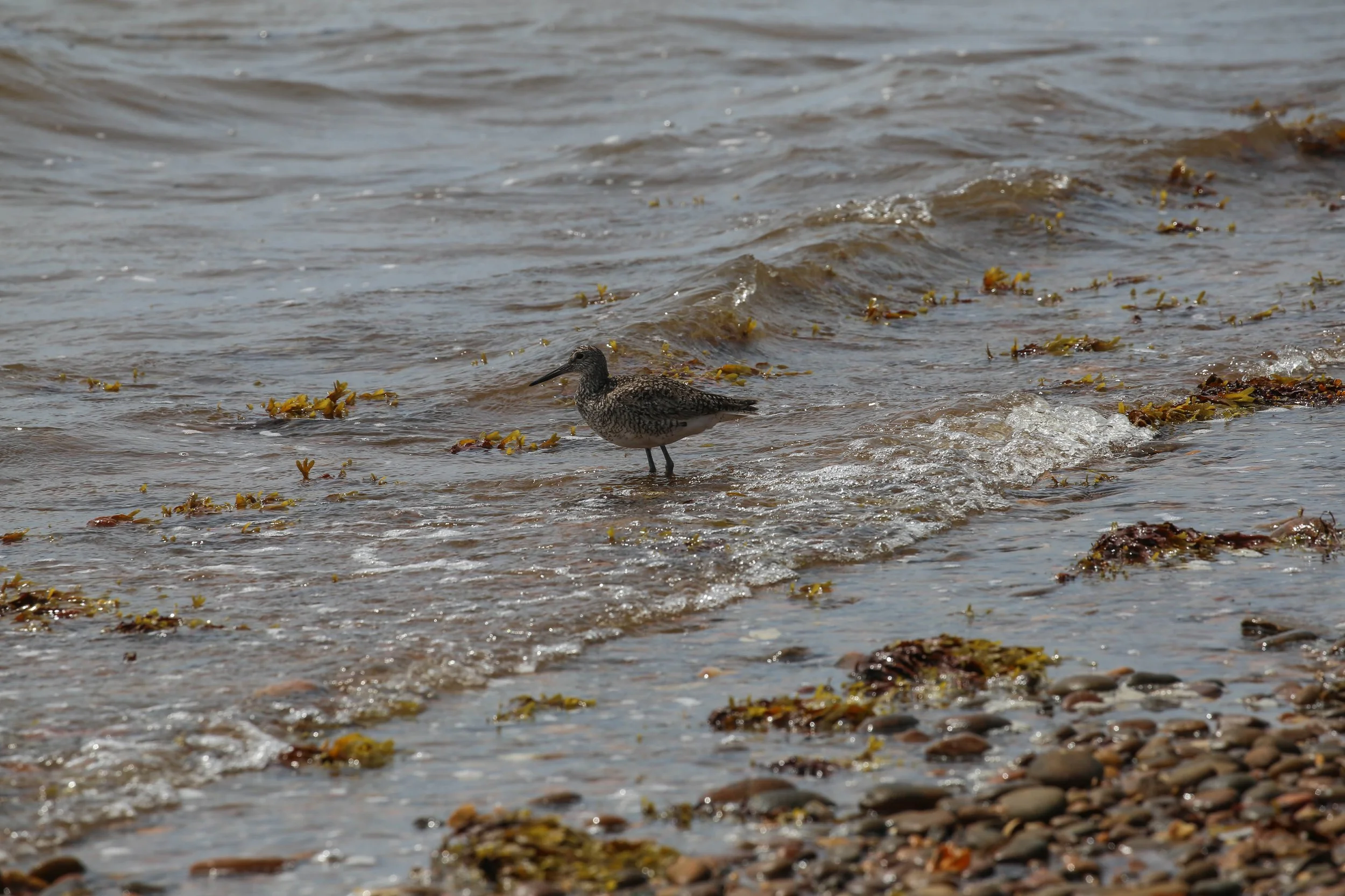 Willet, Tringa semipalmata