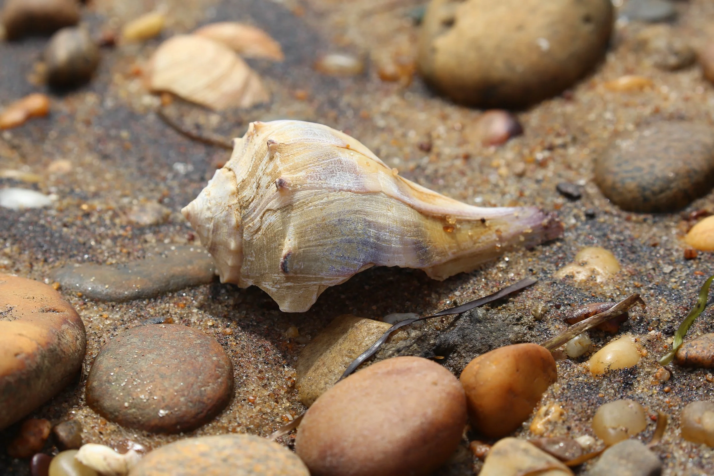 Whelk shell