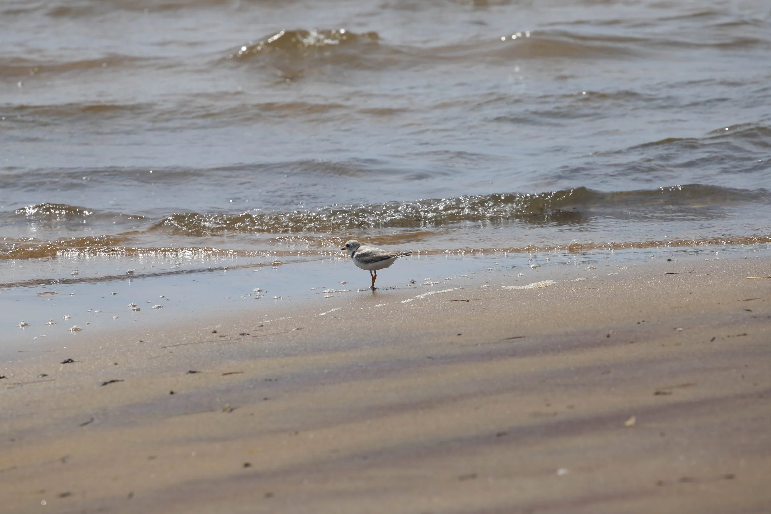 Piping Plover, Charadrius melodus