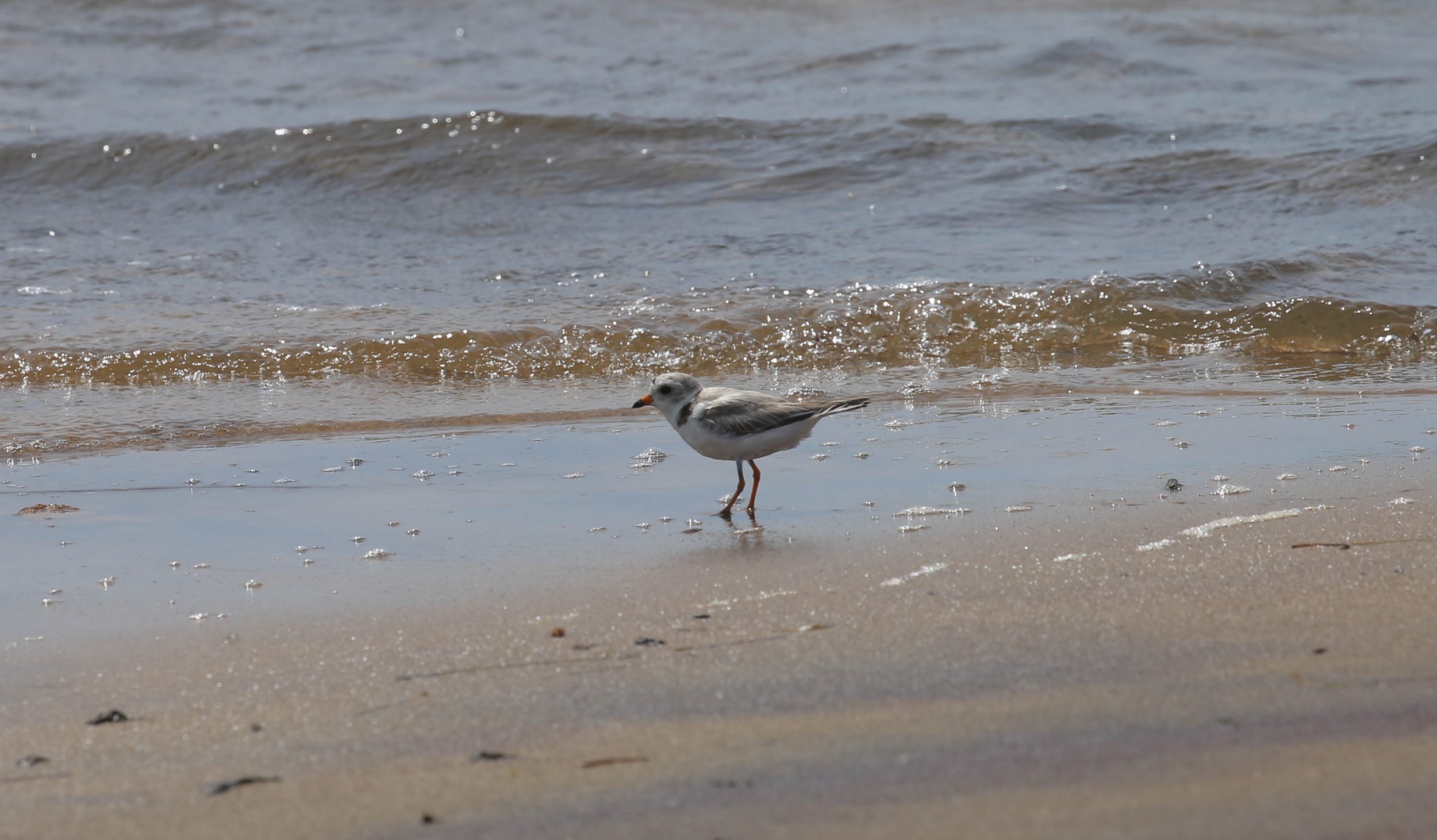 Piping Plover, Charadrius melodus