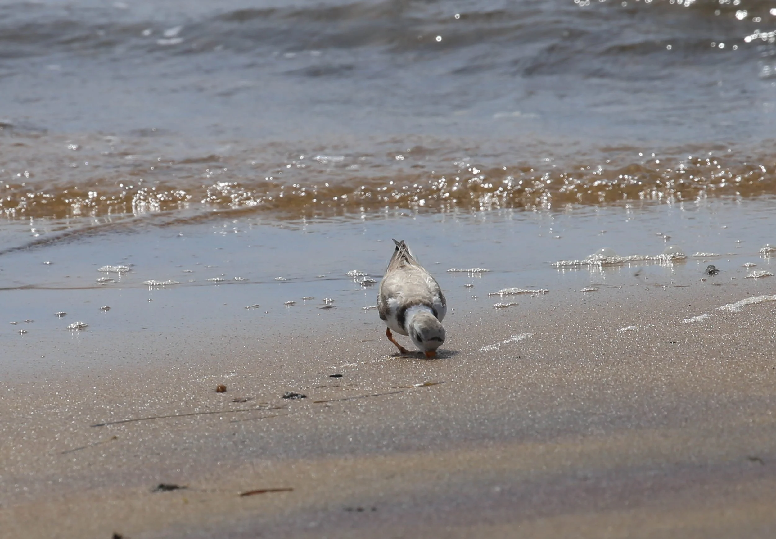 Piping Plover, Charadrius melodus
