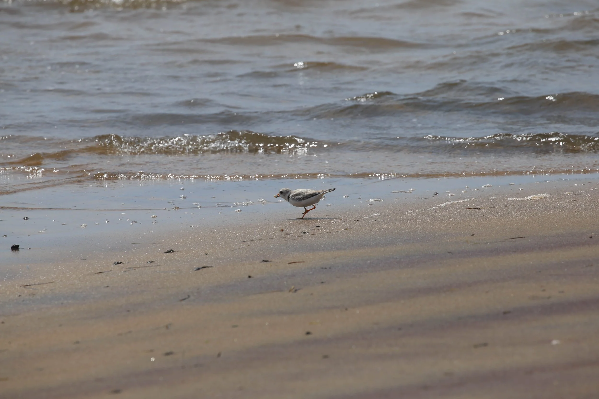 Piping Plover, Charadrius melodus