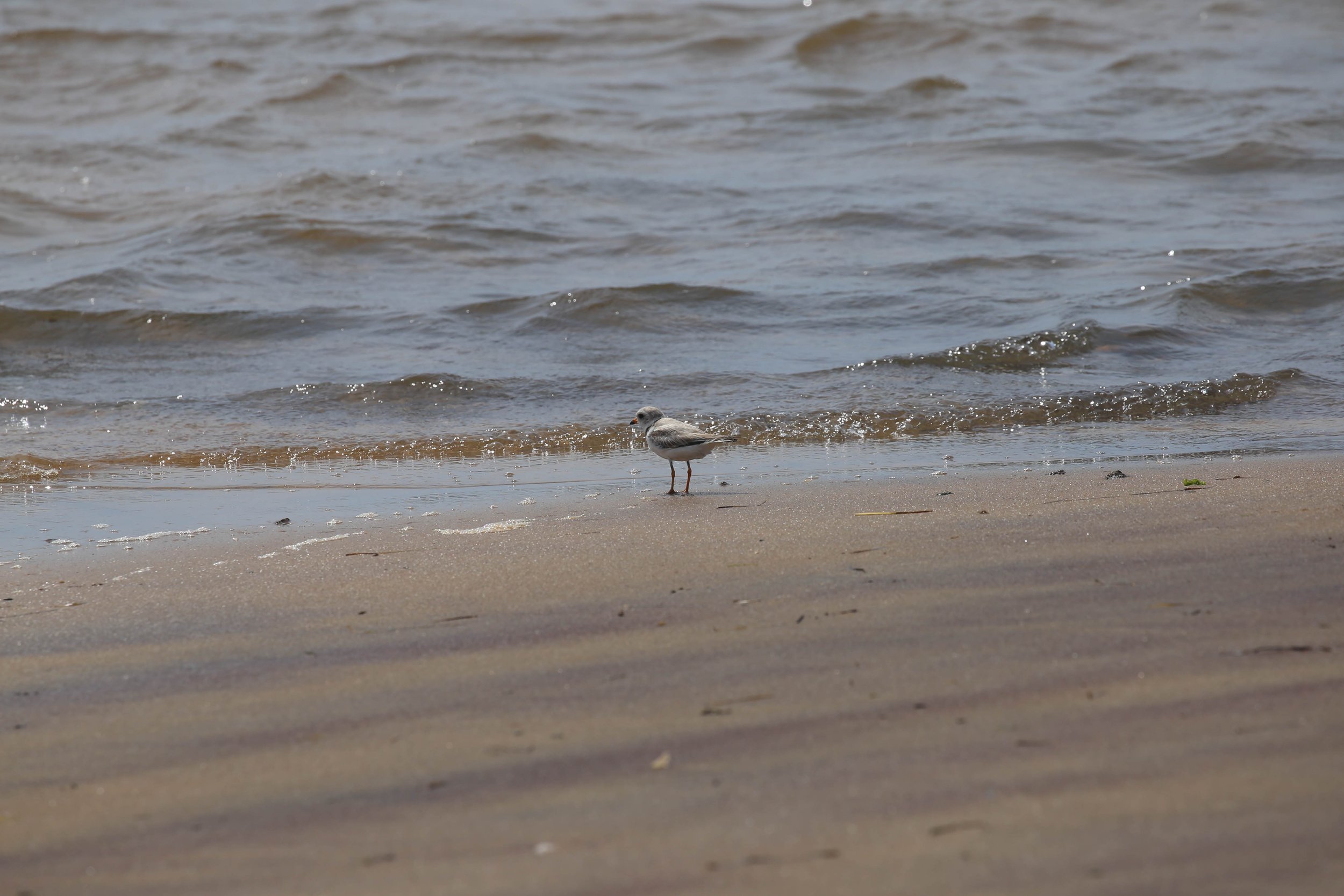 Piping Plover, Charadrius melodus