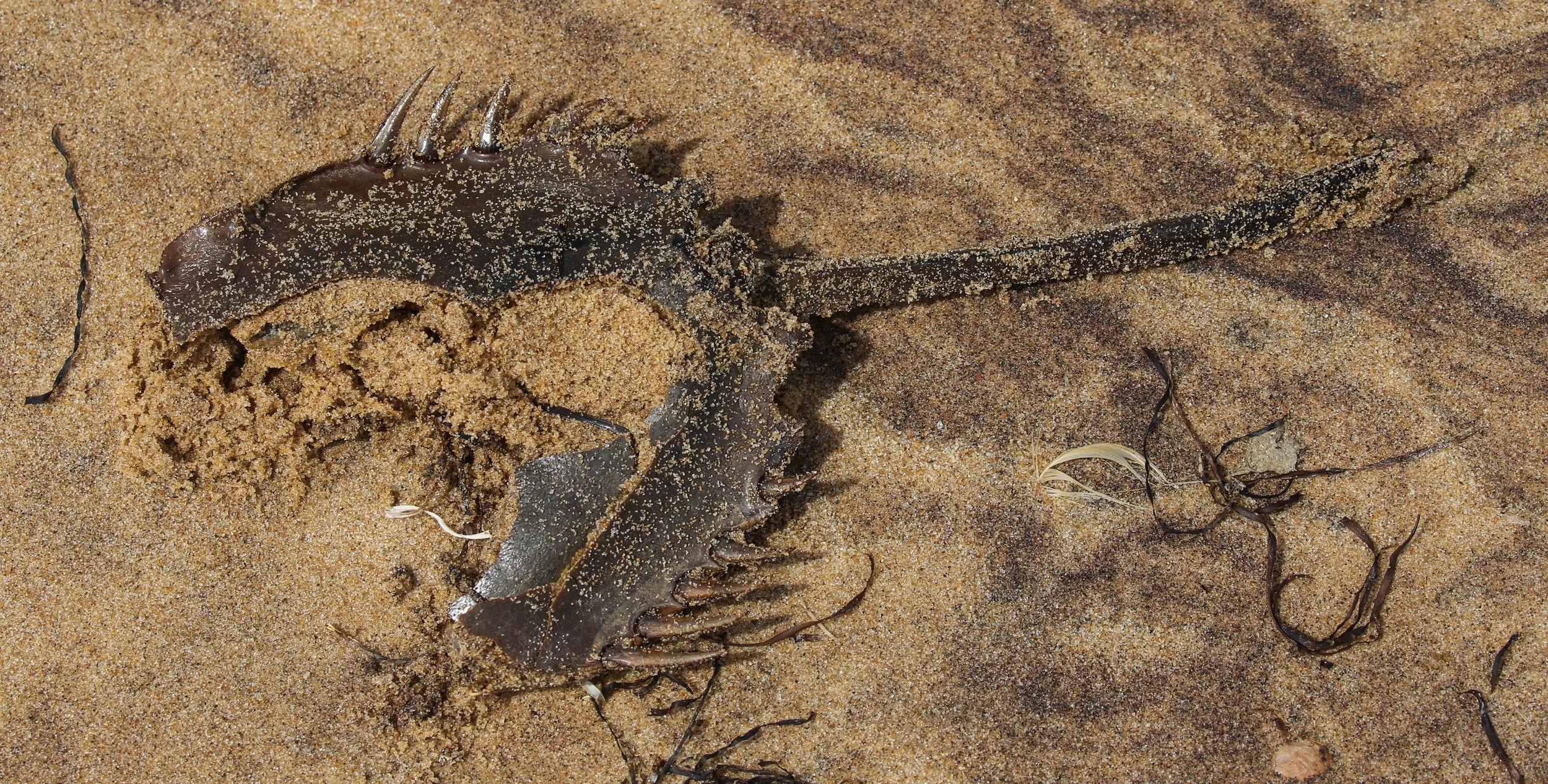 Horseshoe Crab