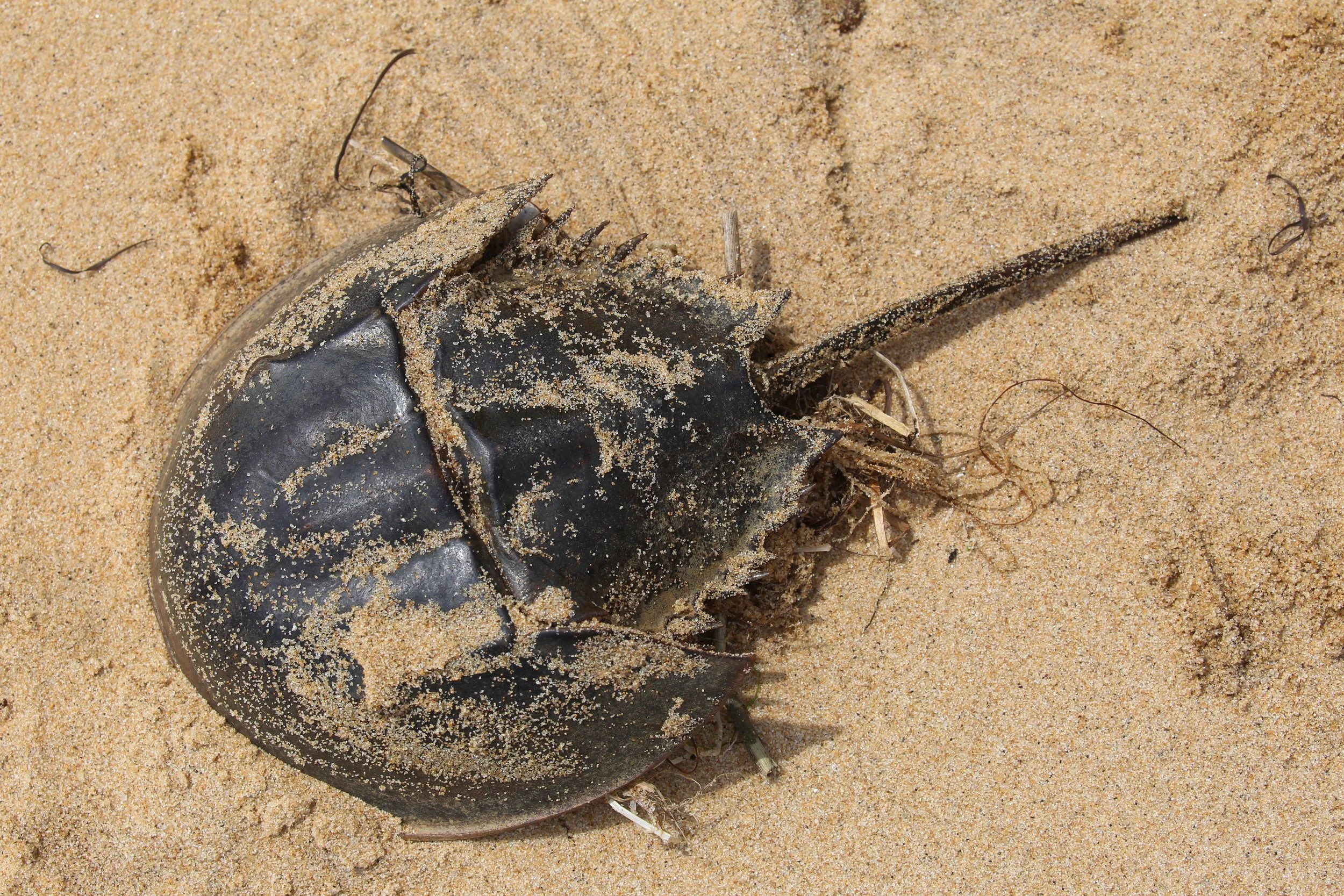 Horseshoe Crab