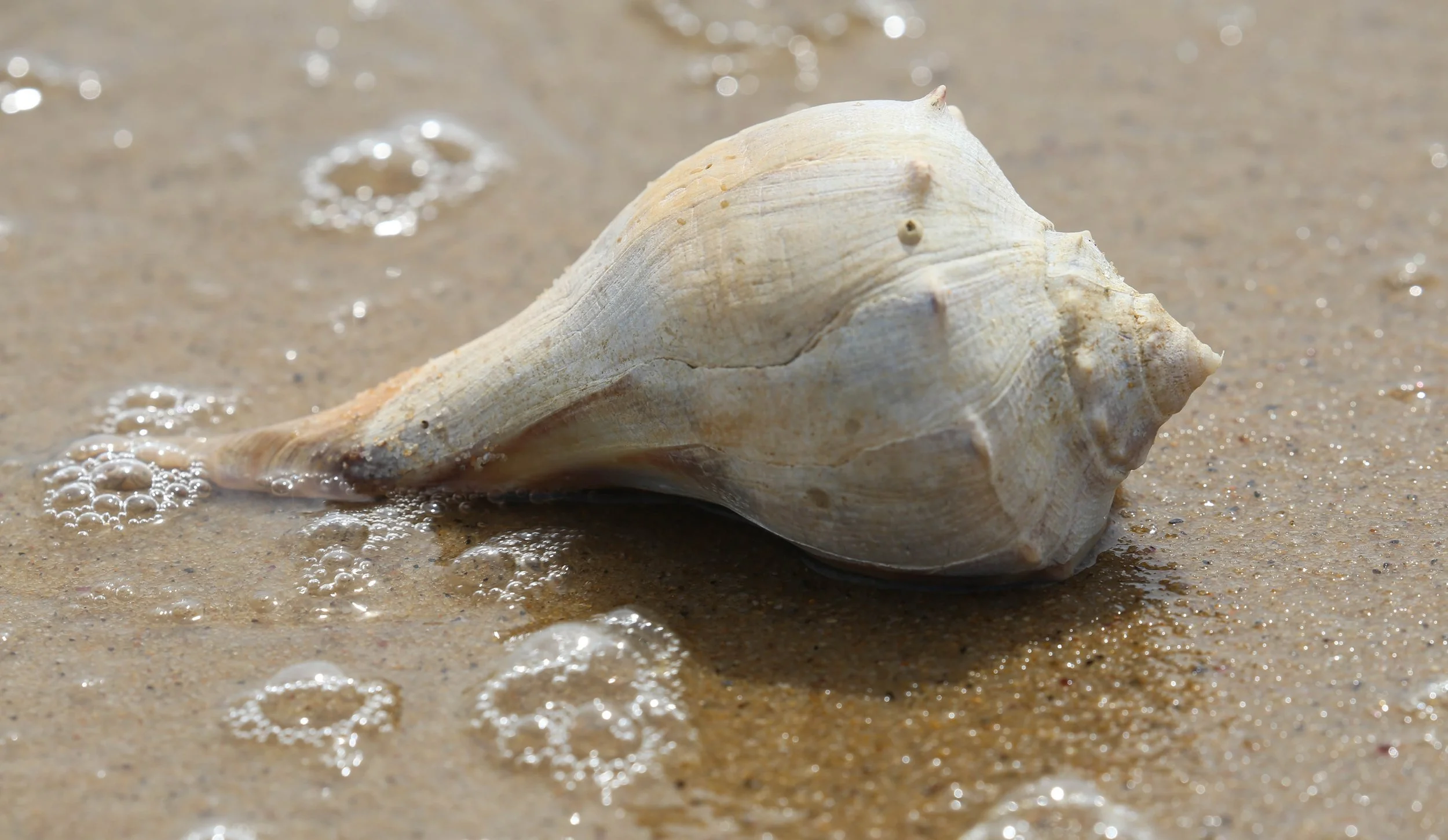 Whelk shell