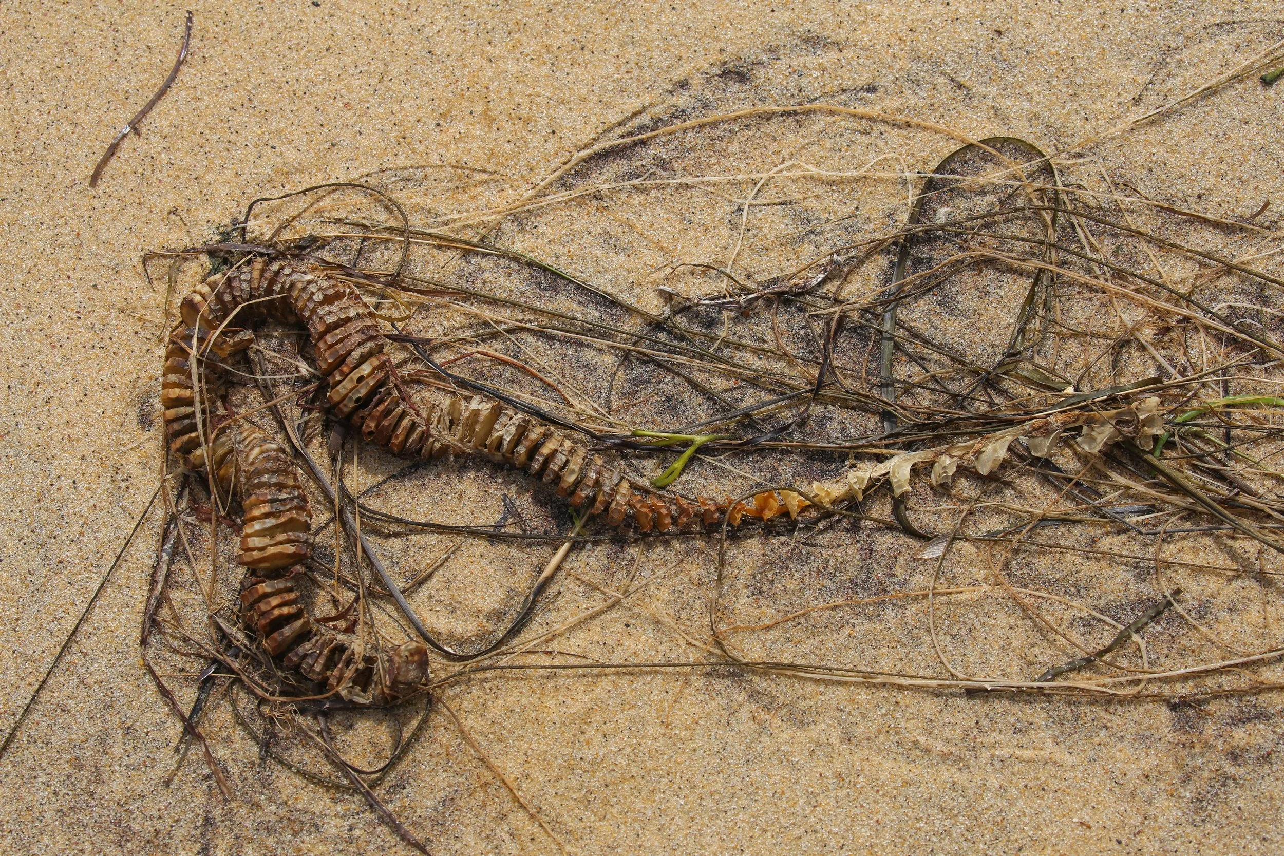 Mermaid necklace, Whelk egg casing