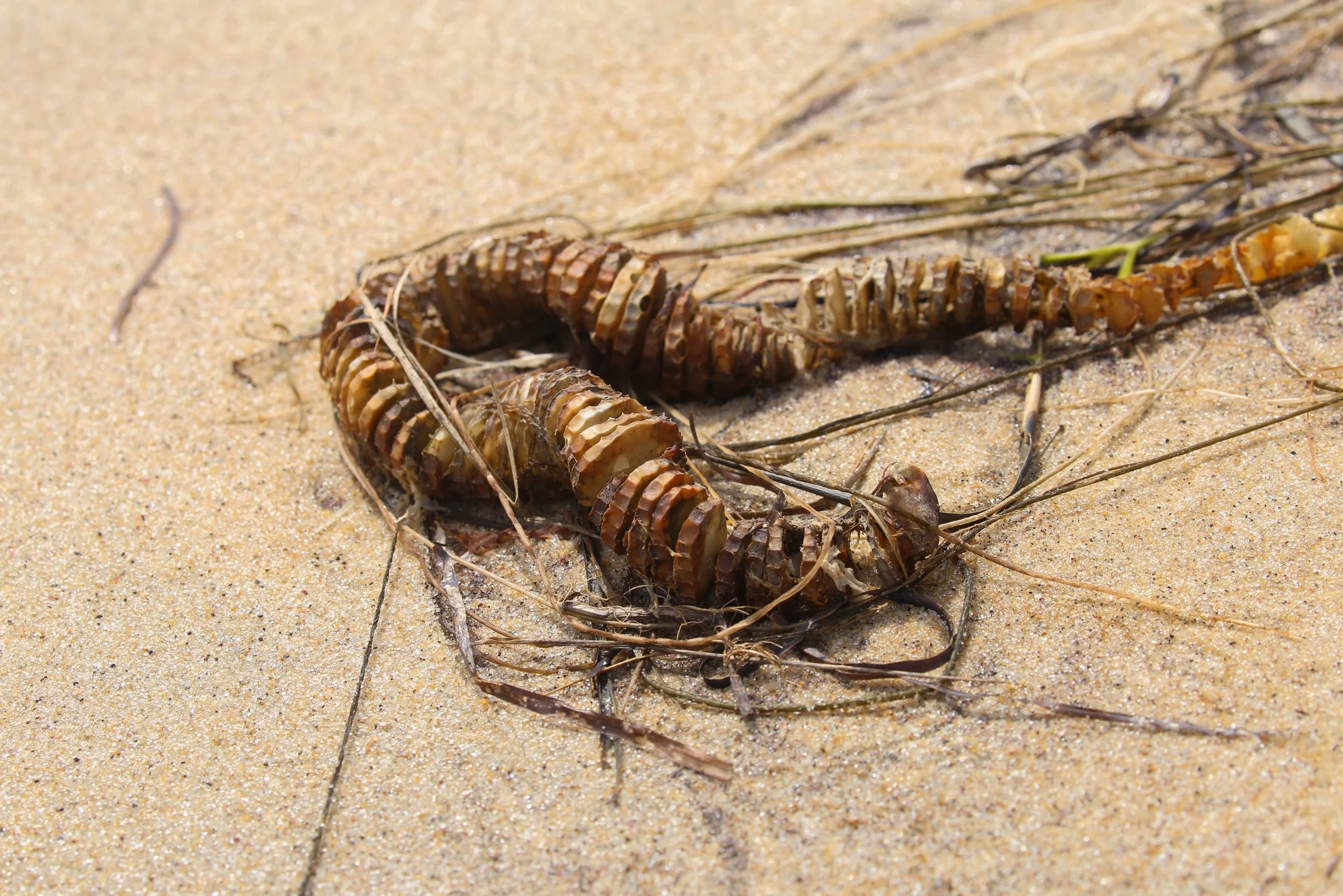 Mermaid necklace, Whelk egg casing