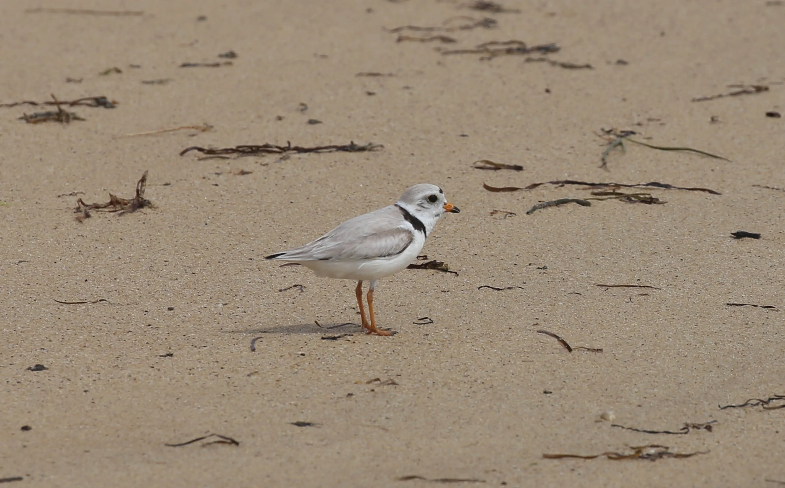 Piping Plover, Charadrius melodus