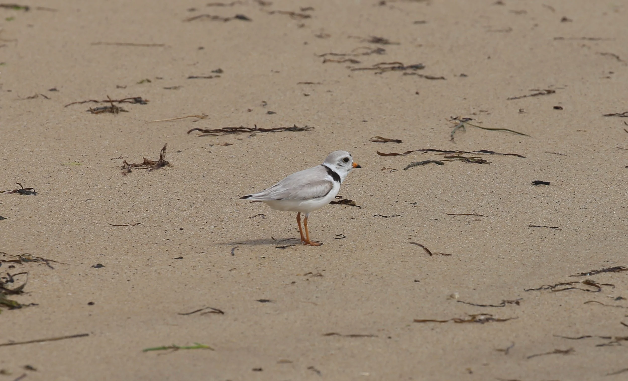 Piping Plover, Charadrius melodus