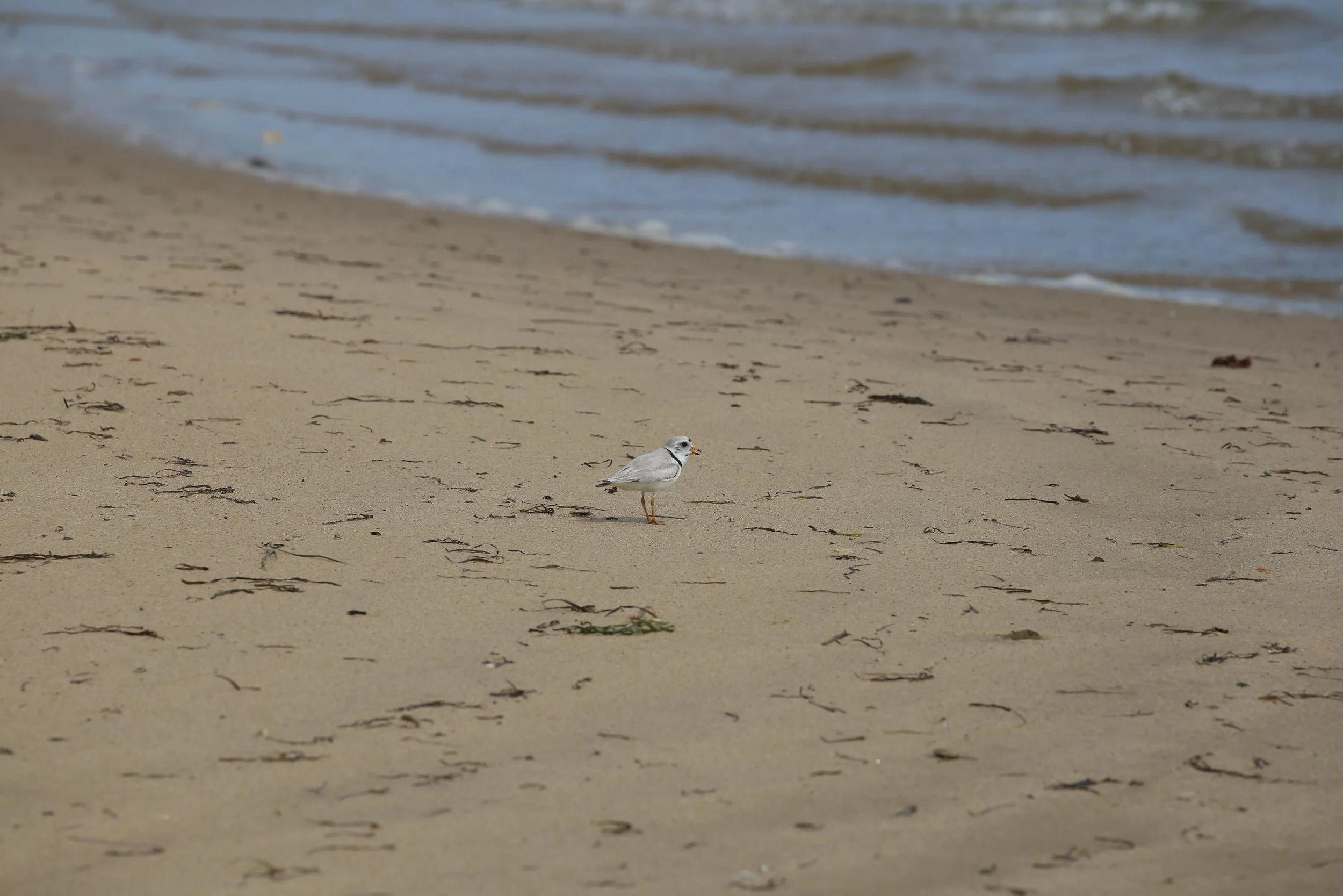 Piping Plover, Charadrius melodus