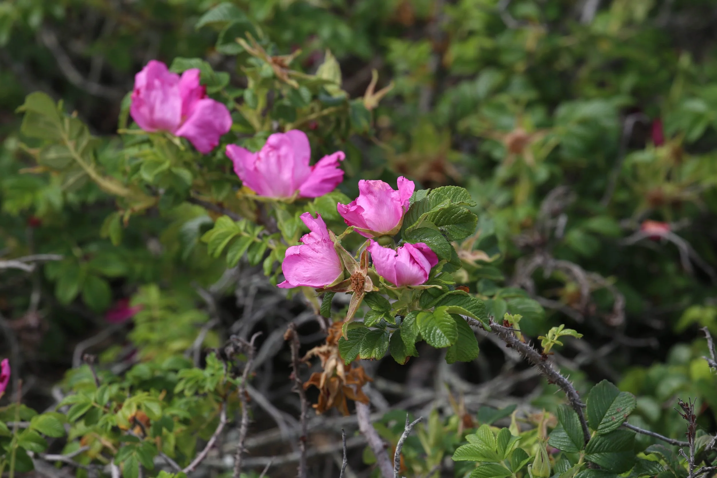 Salt-spray rose, Rosa rugosa