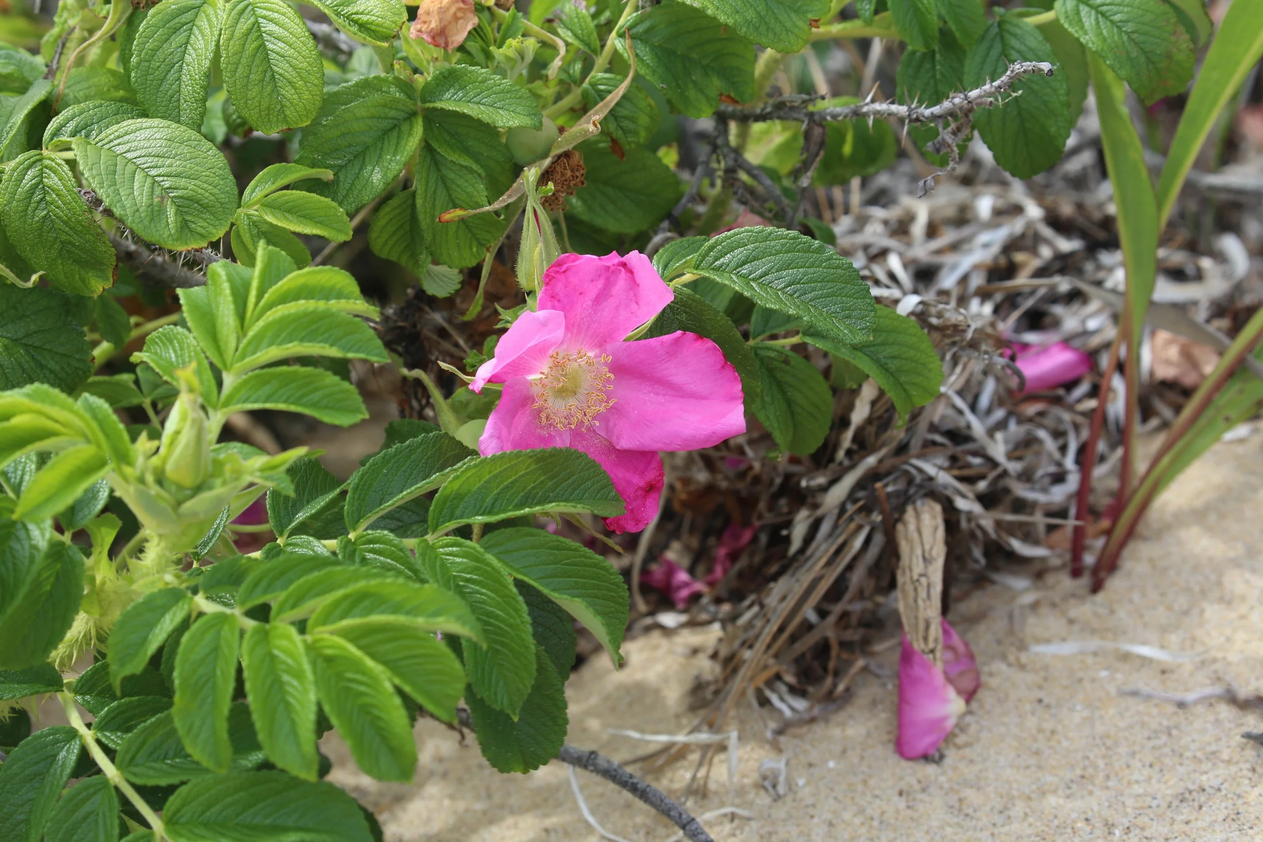 Salt-spray rose, Rosa rugosa