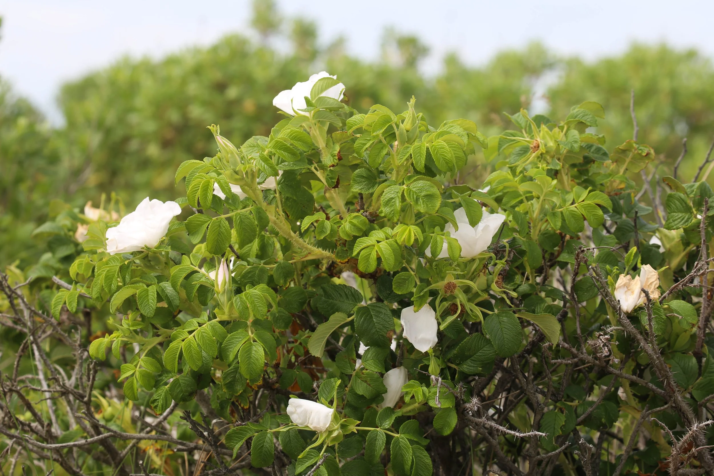 Salt-spray rose, Rosa rugosa