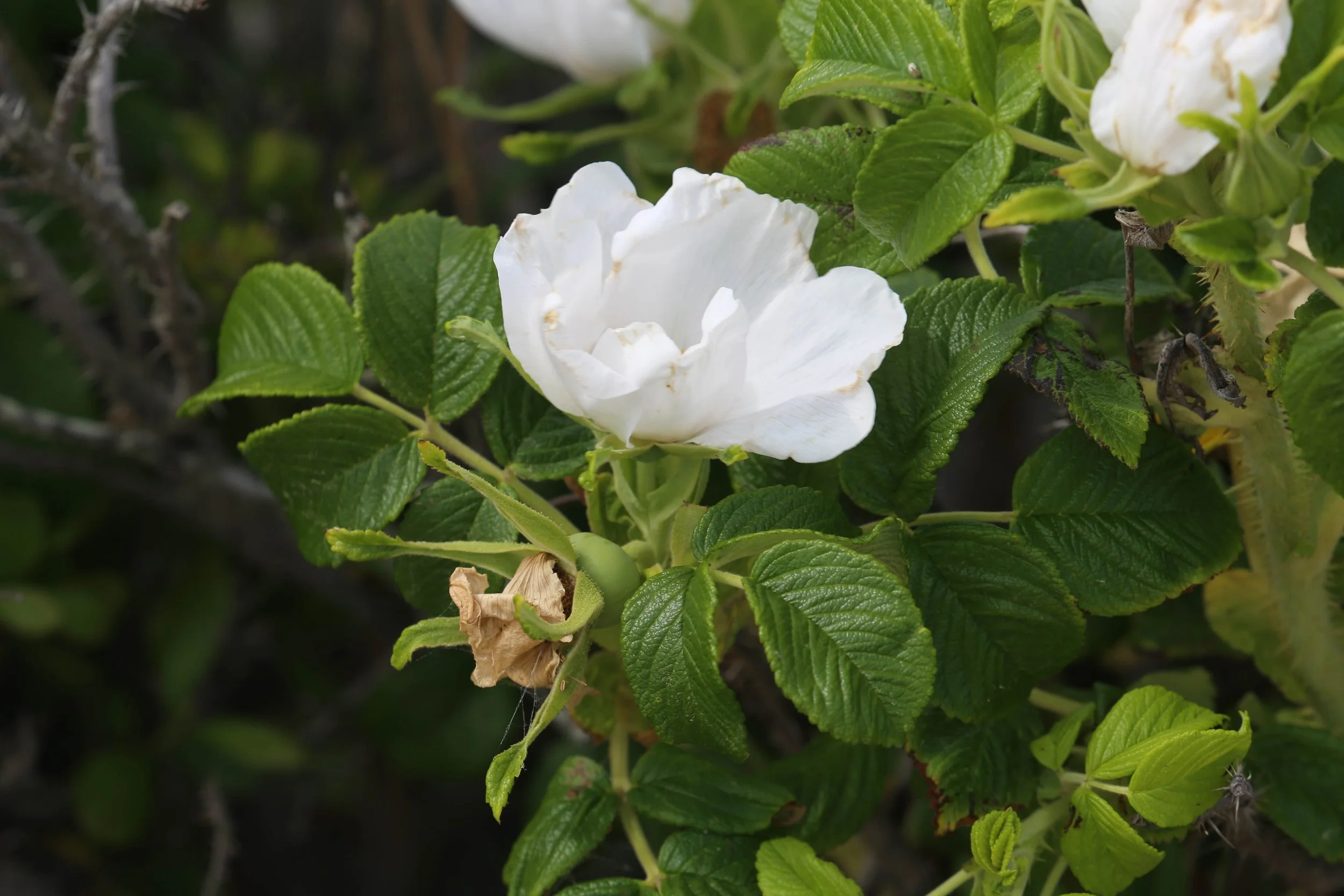 Salt-spray rose, Rosa rugosa