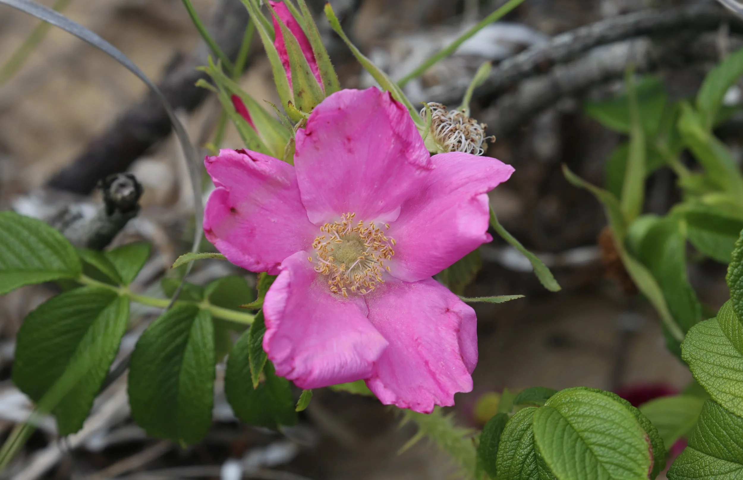 Salt-spray rose, Rosa rugosa