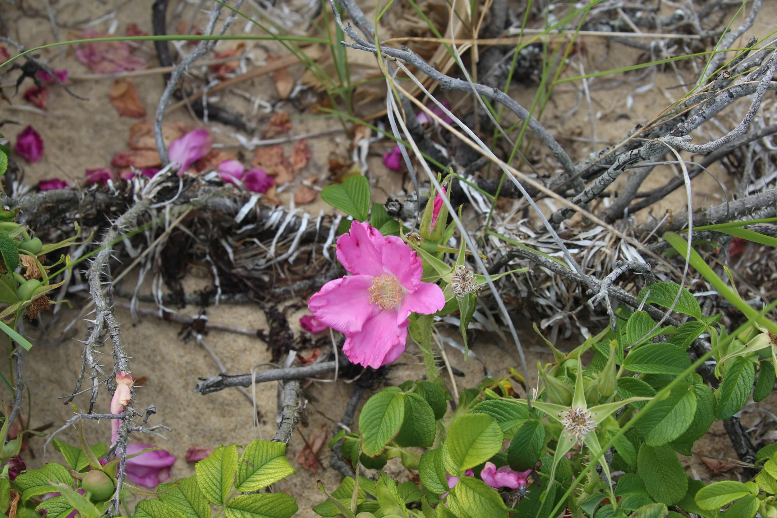 Salt-spray rose, Rosa rugosa