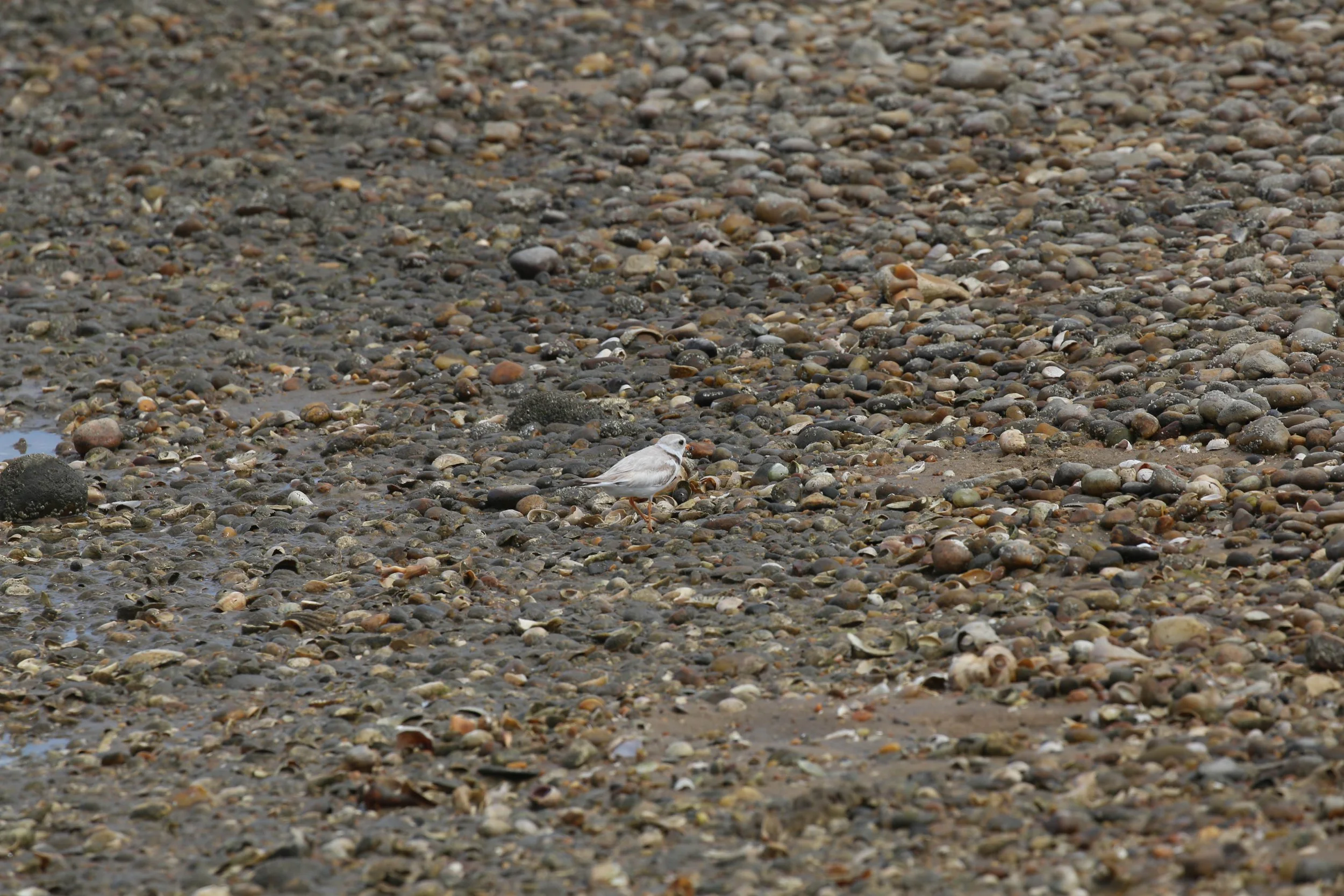 Piping Plover, Charadrius melodus