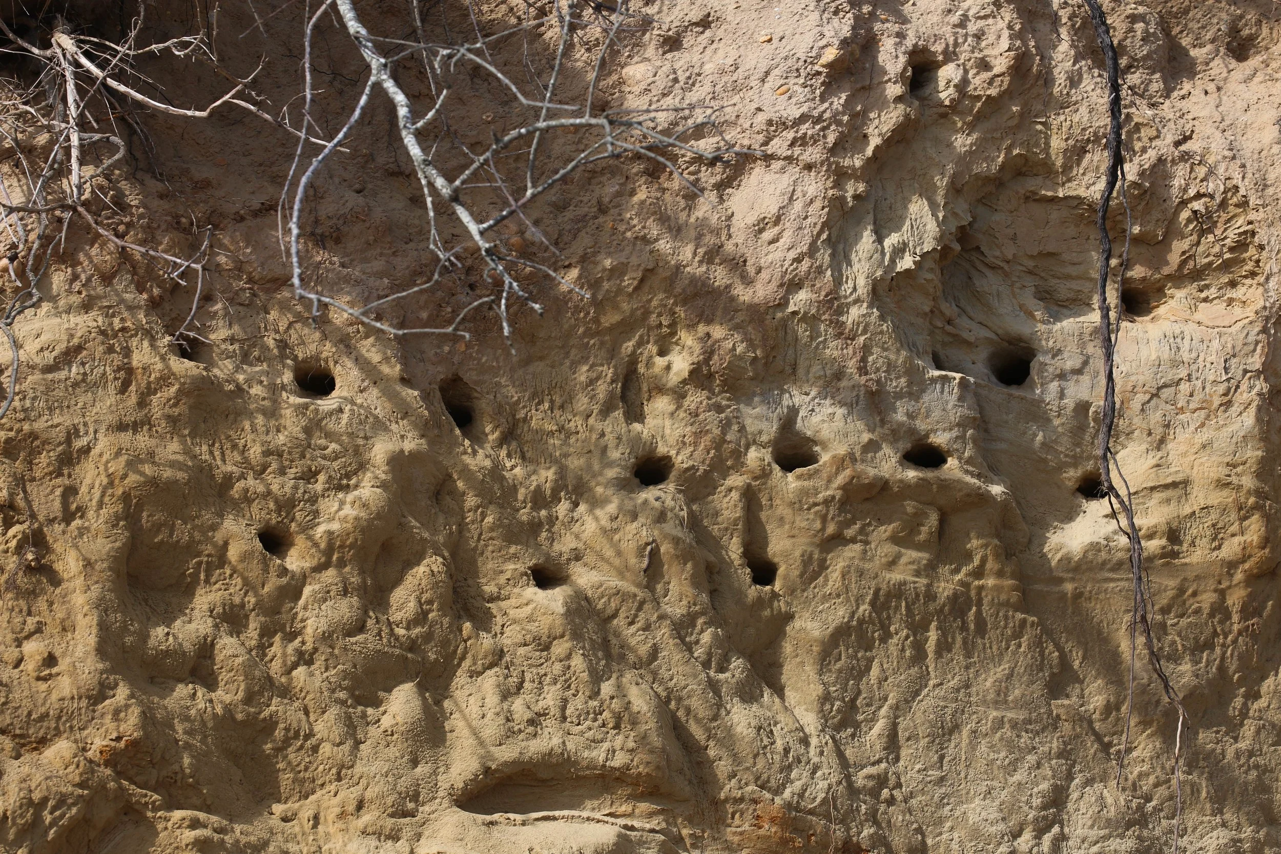 Bank Swallow, Riparia riparia, tunnels