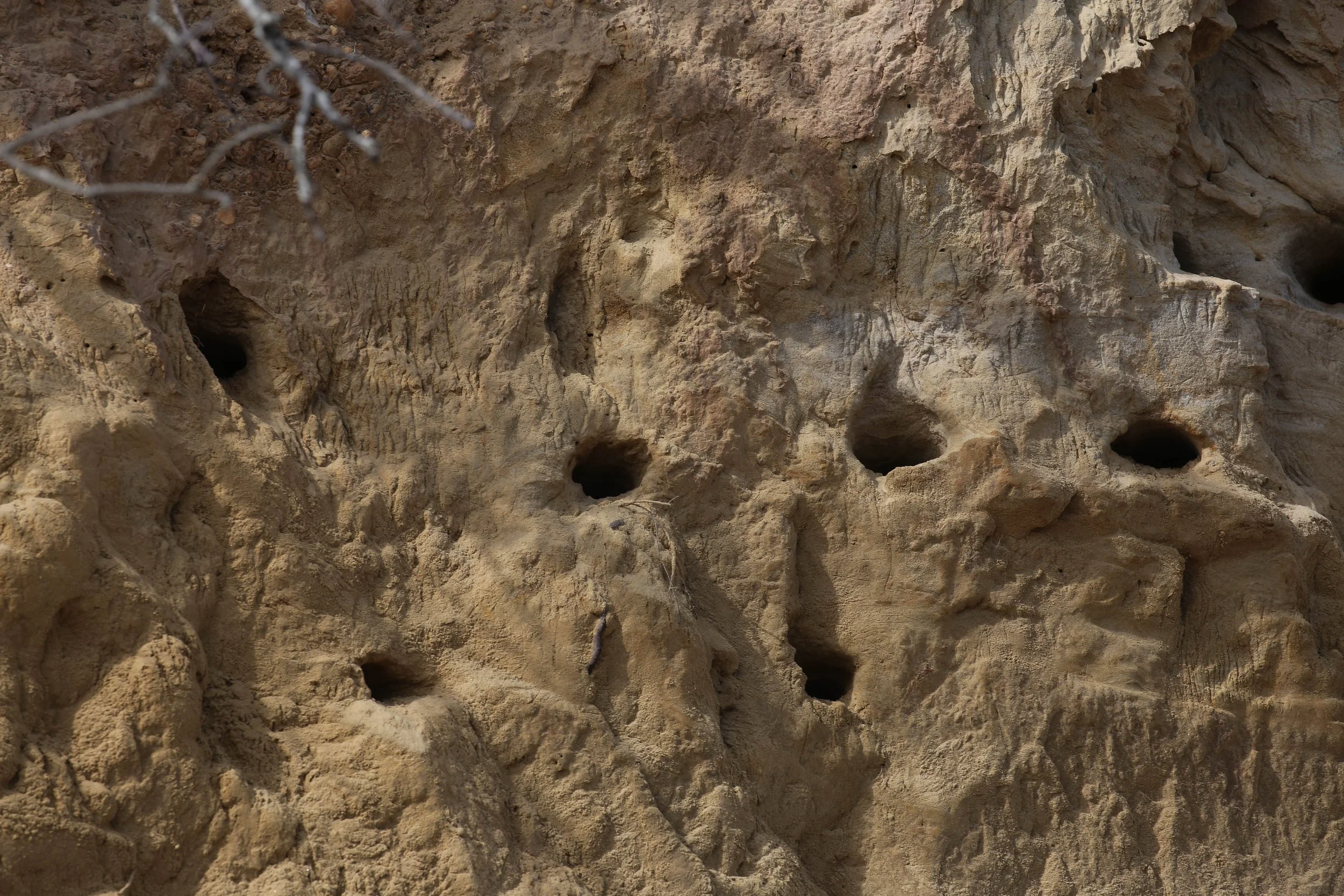 Bank Swallow, Riparia riparia, tunnels