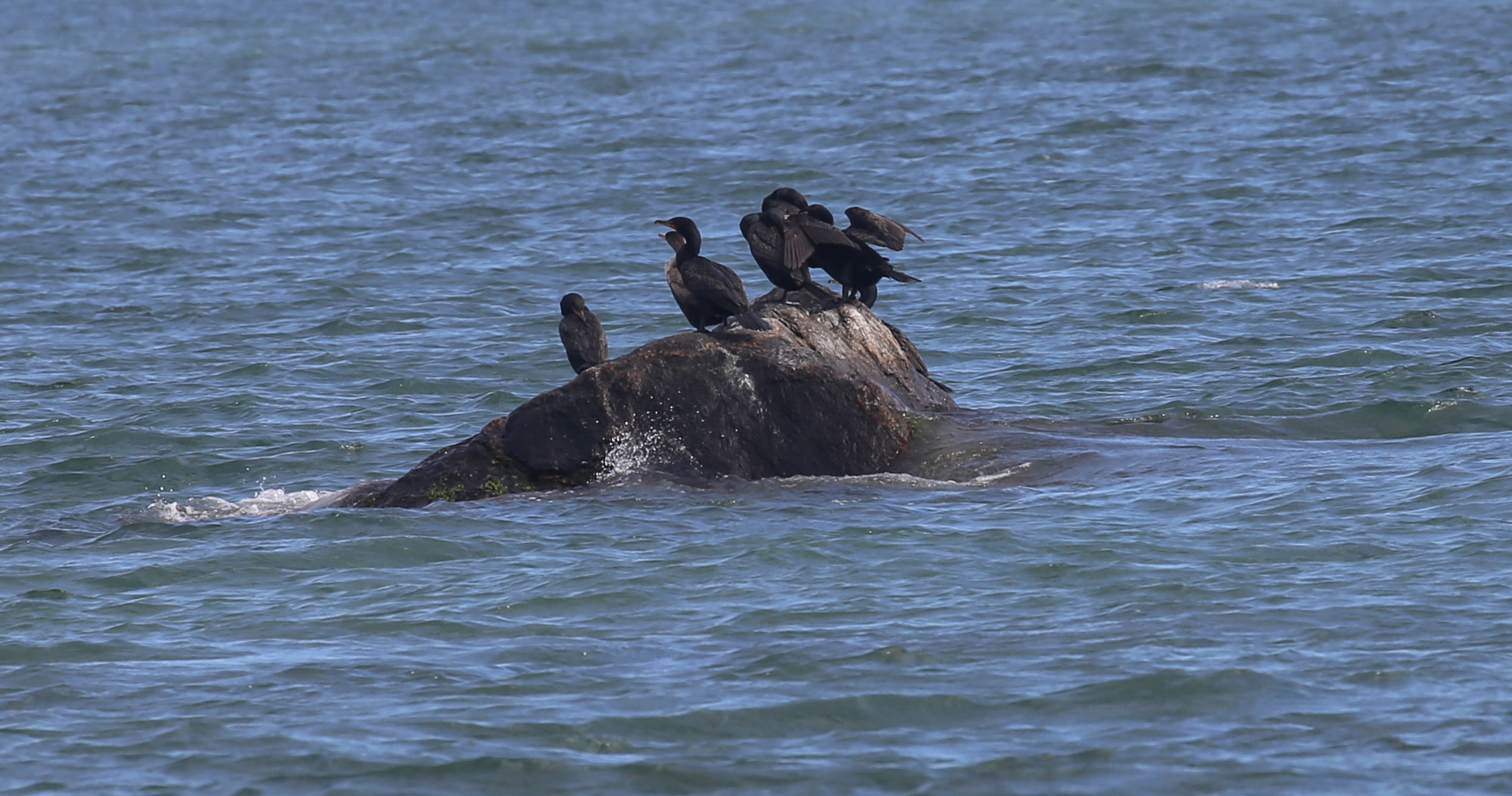 Double-crested Cormorant, Nannopterum auritum