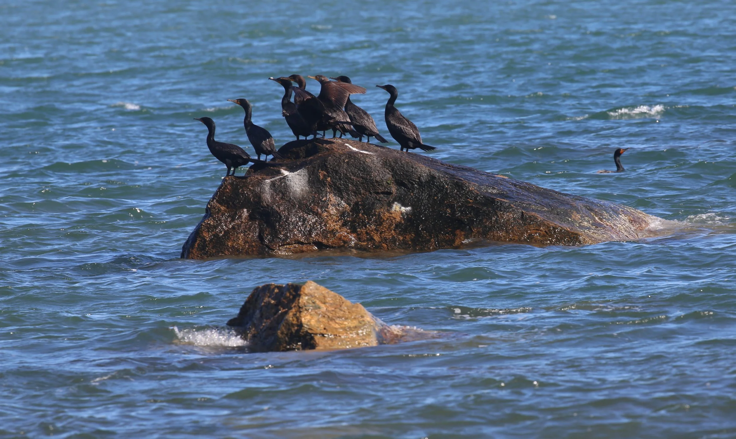Double-crested Cormorant, Nannopterum auritum
