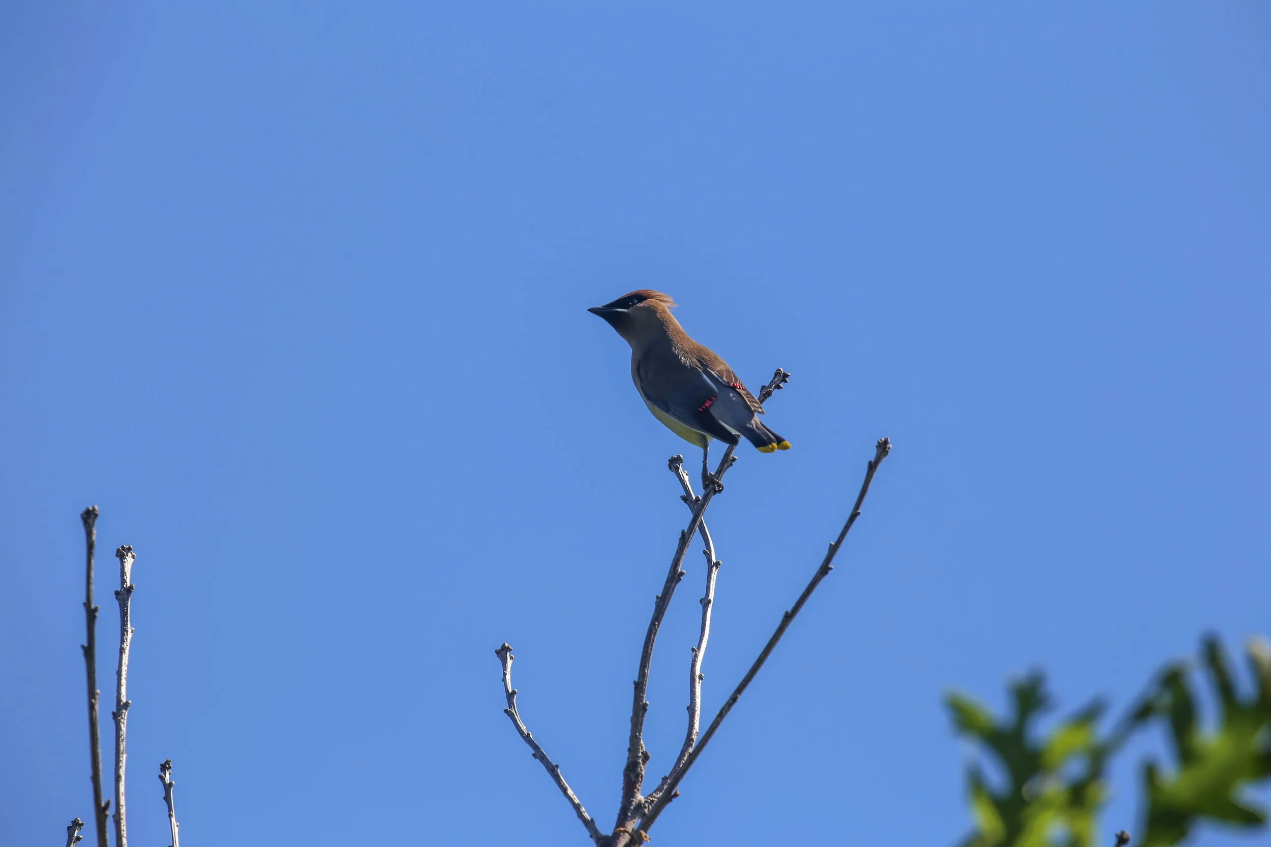 Cedar Waxwing, Bombycilla cedrorum