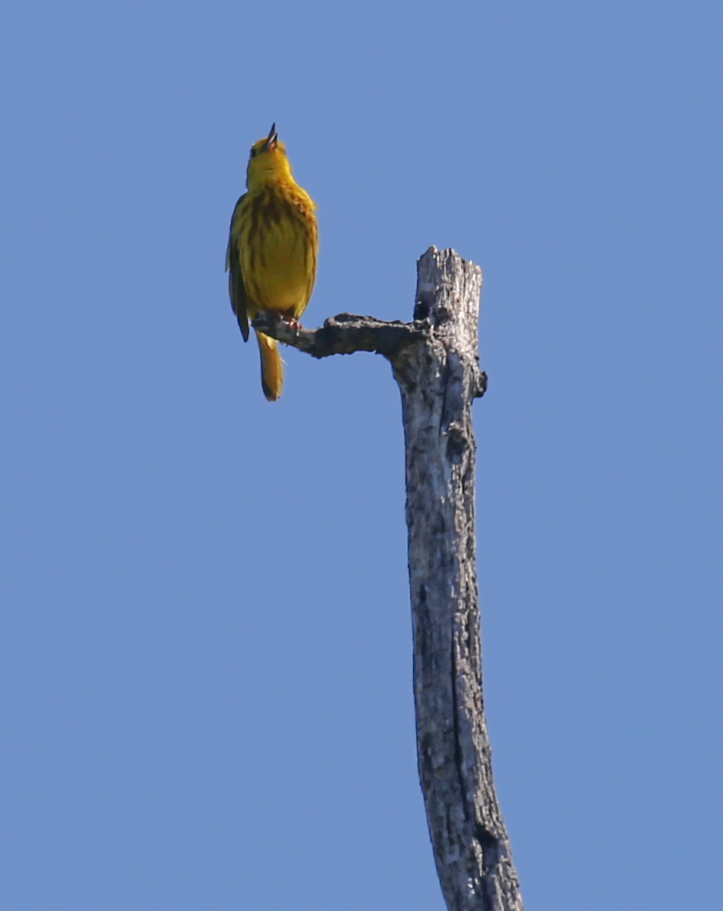 Northern Yellow Warbler, Setophaga aestiva
