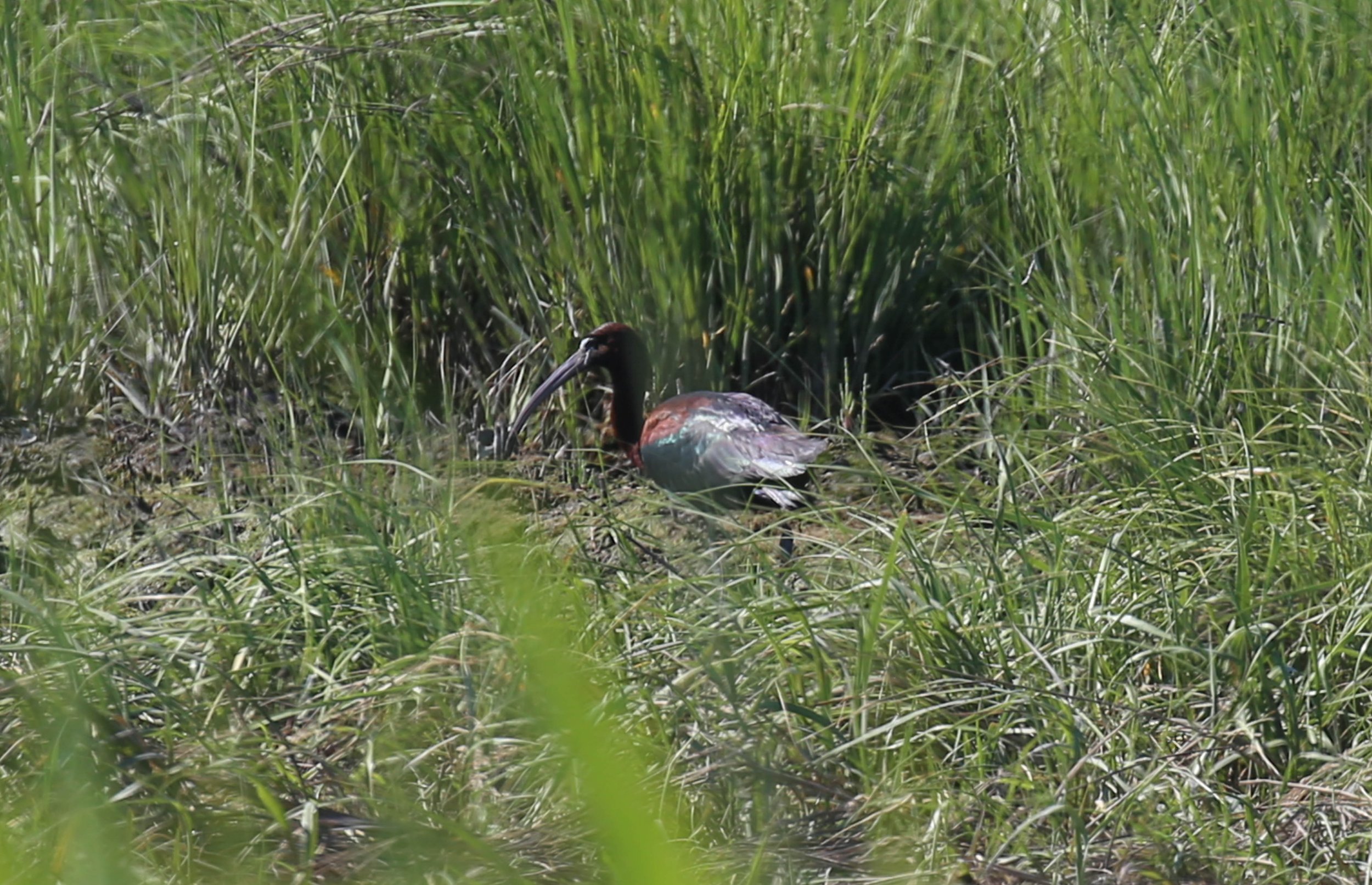 Glossy Ibis Plegadis falcinellus