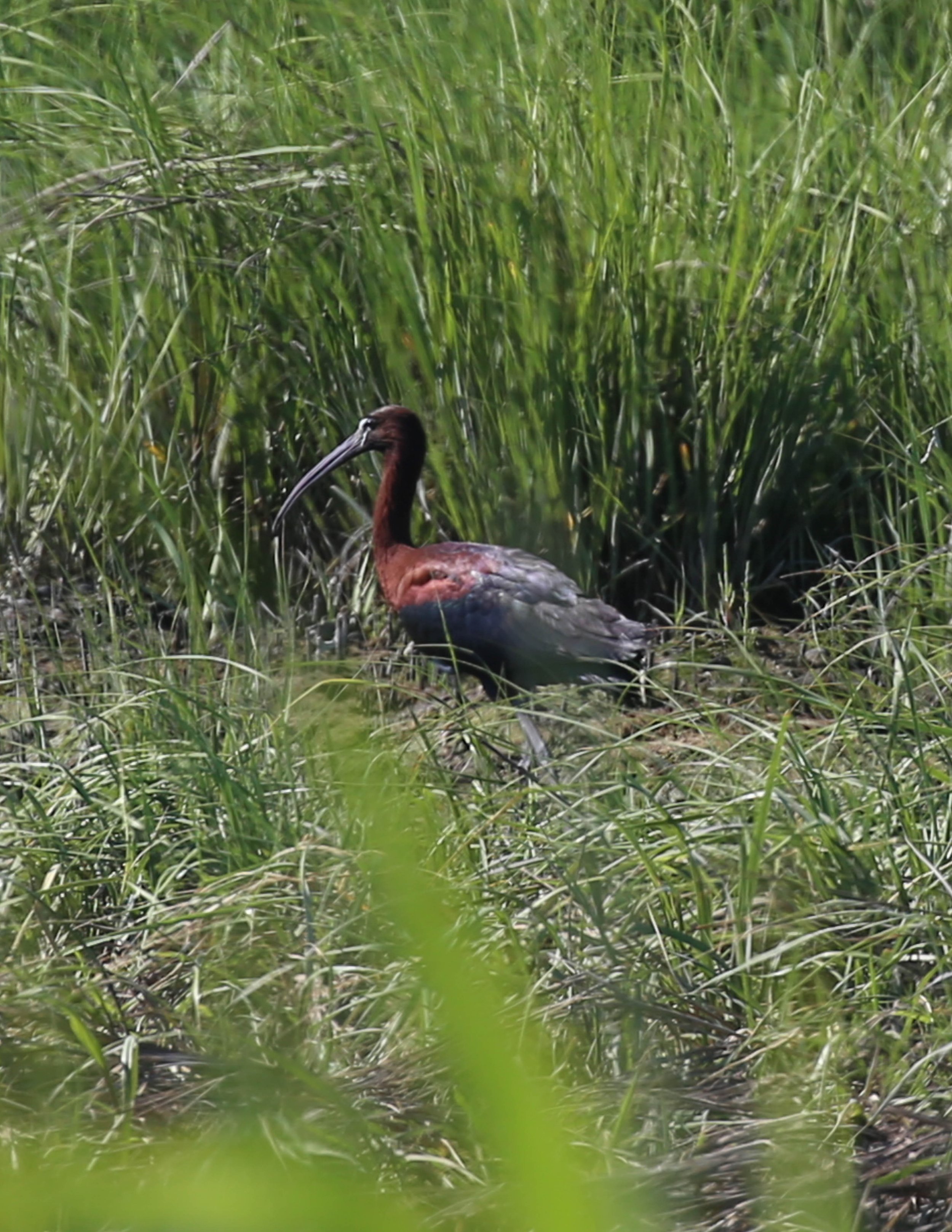Glossy Ibis Plegadis falcinellus