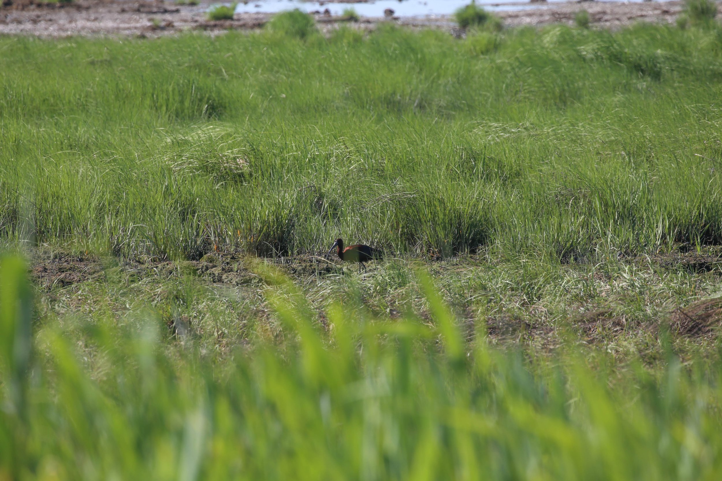 Glossy Ibis Plegadis falcinellus