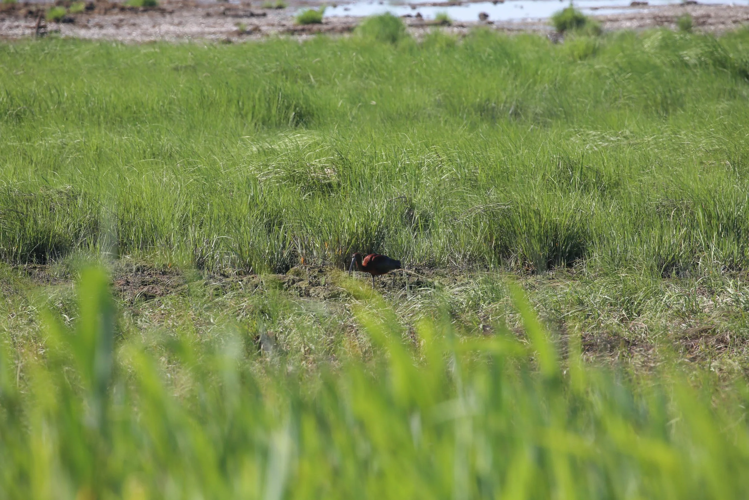 Glossy Ibis Plegadis falcinellus