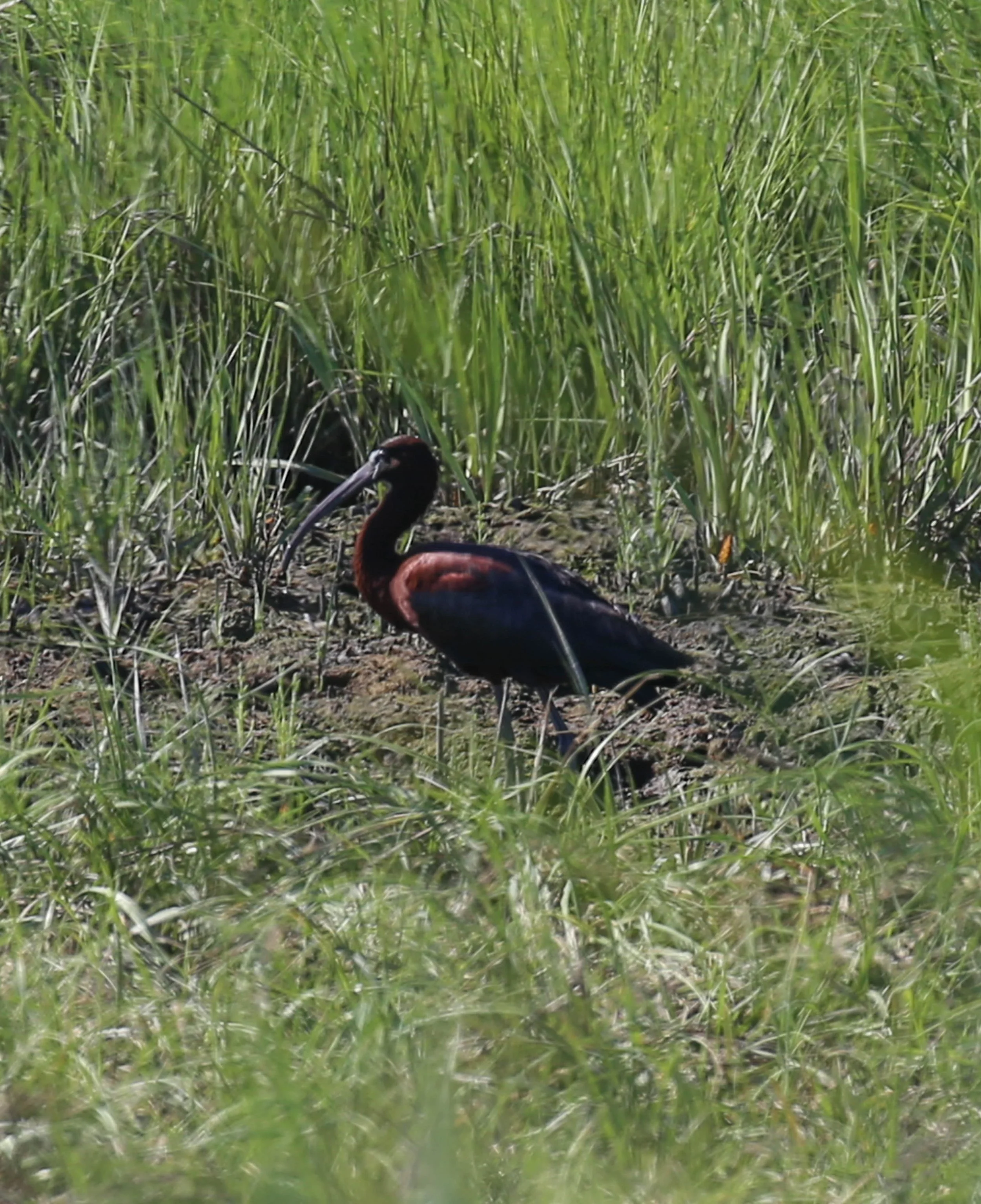 Glossy Ibis Plegadis falcinellus