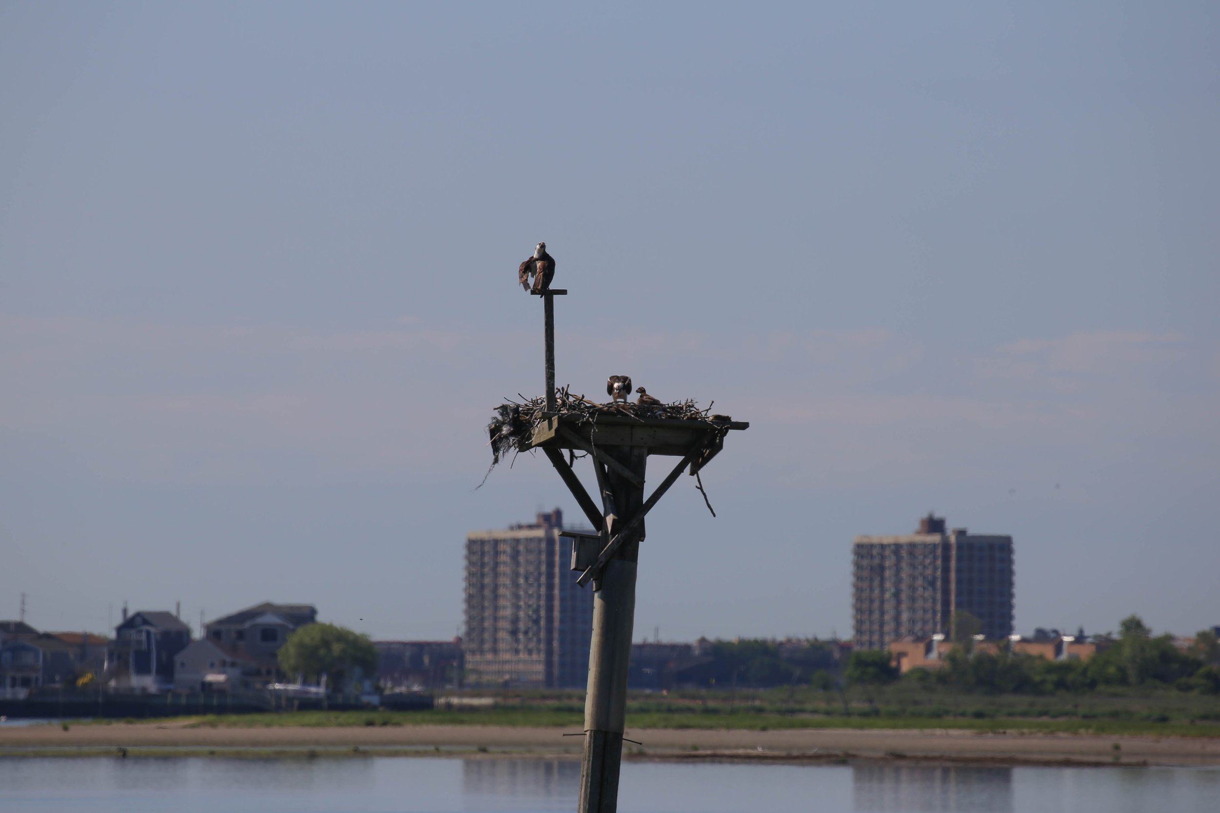 Osprey Pandion haliaetus