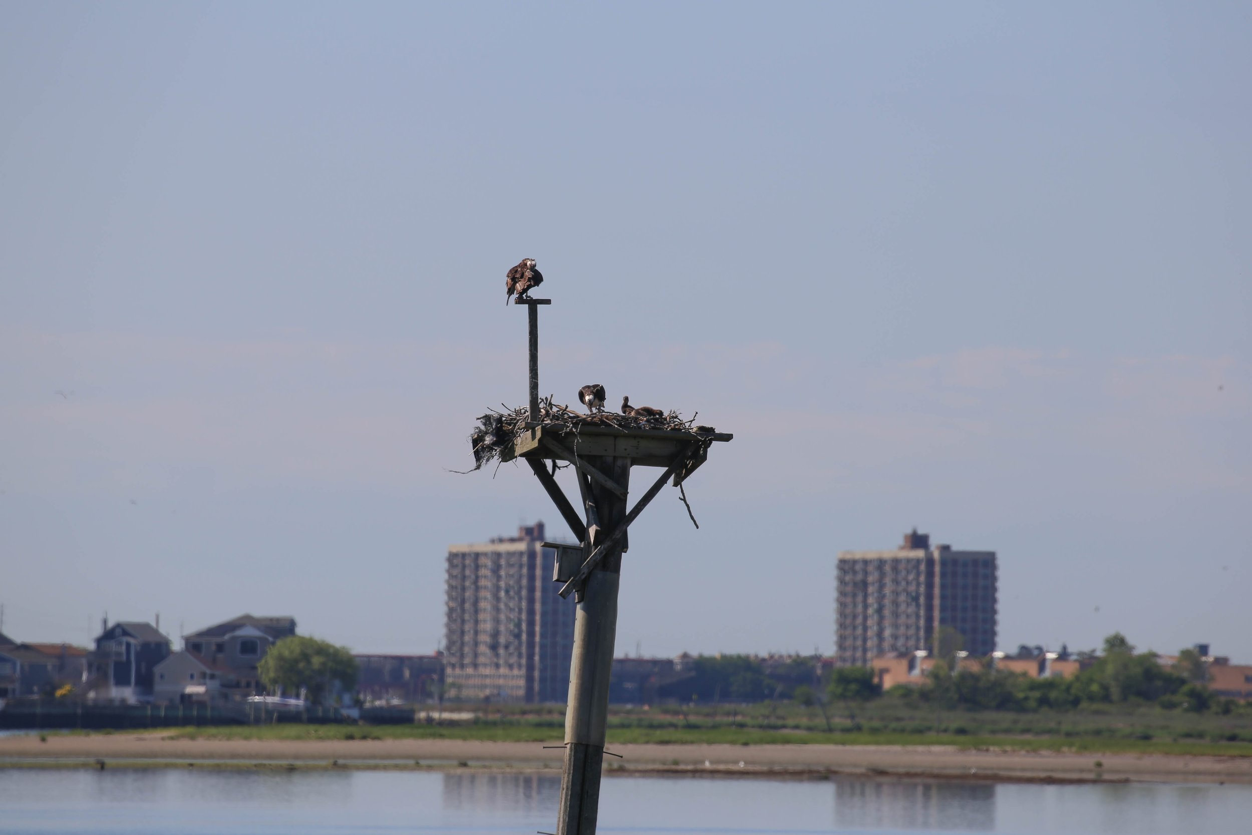 Osprey Pandion haliaetus