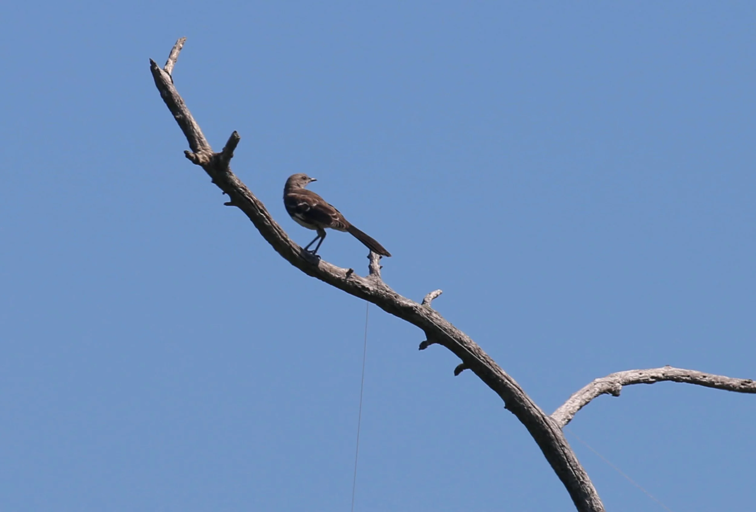 Northern Mockingbird, Mimus polyglottos