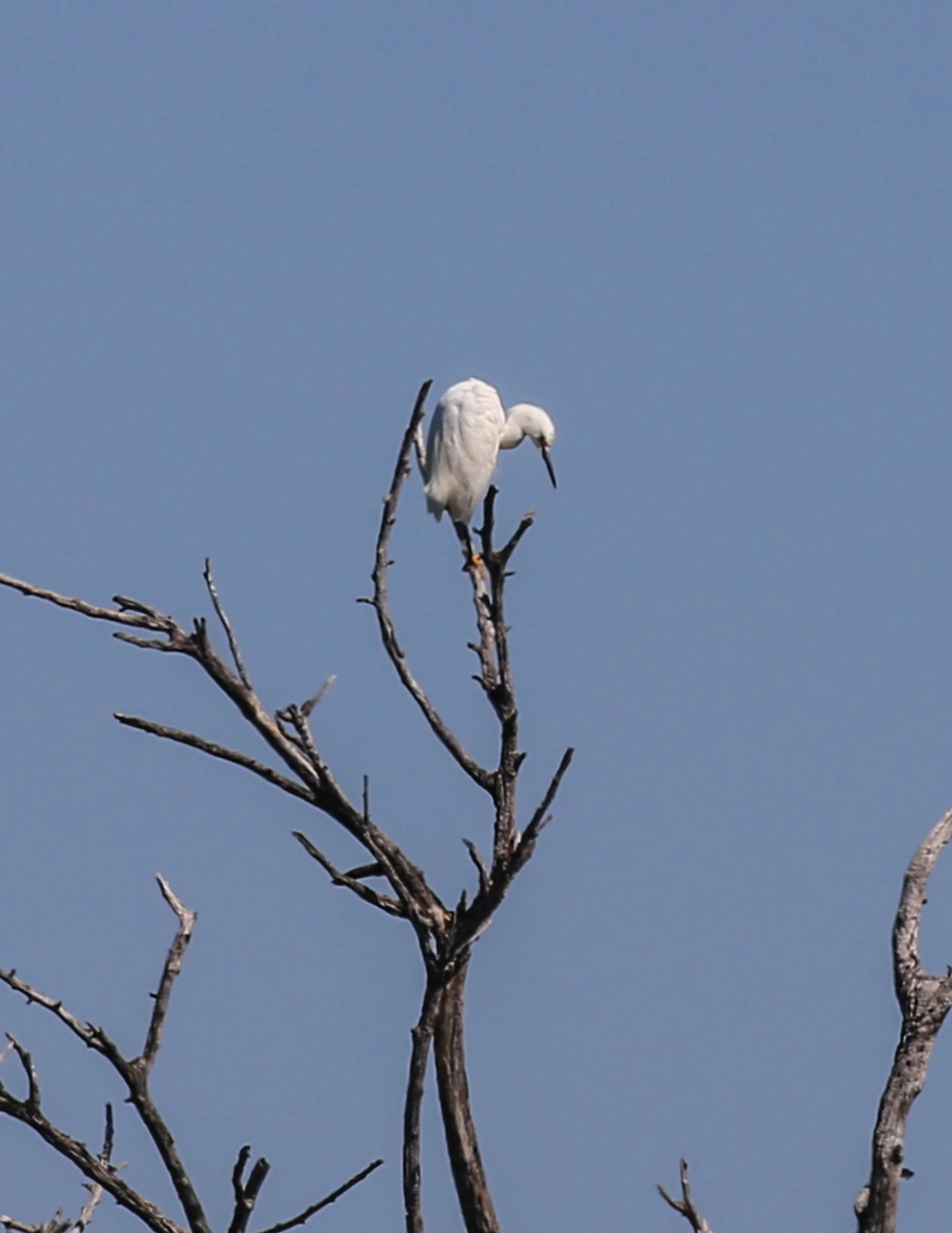 Snowy Egret, Egretta thula