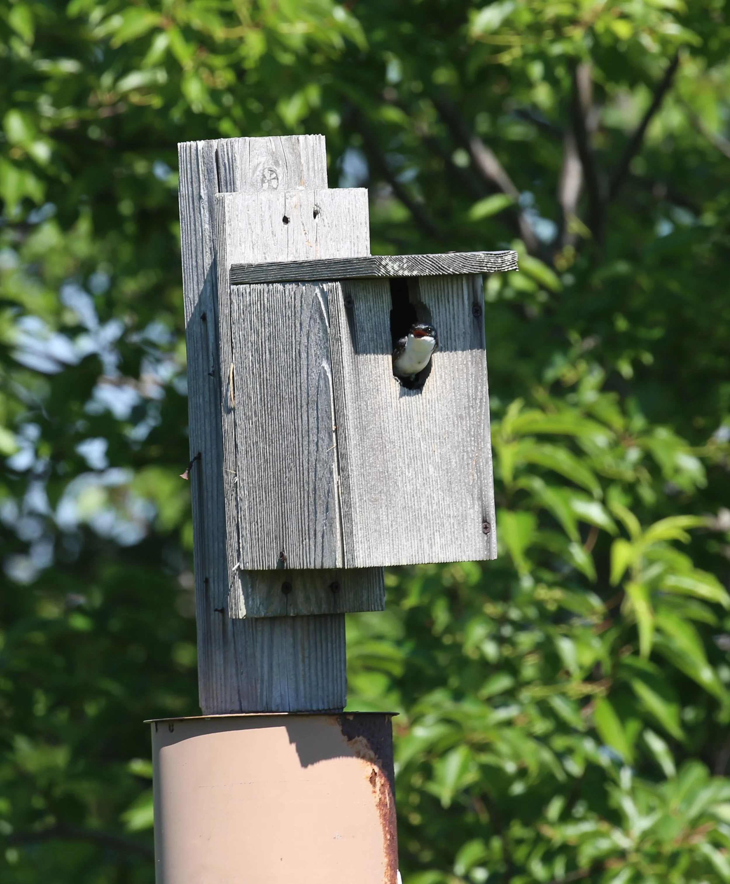 Tree Swallow, Tachycineta bicolor