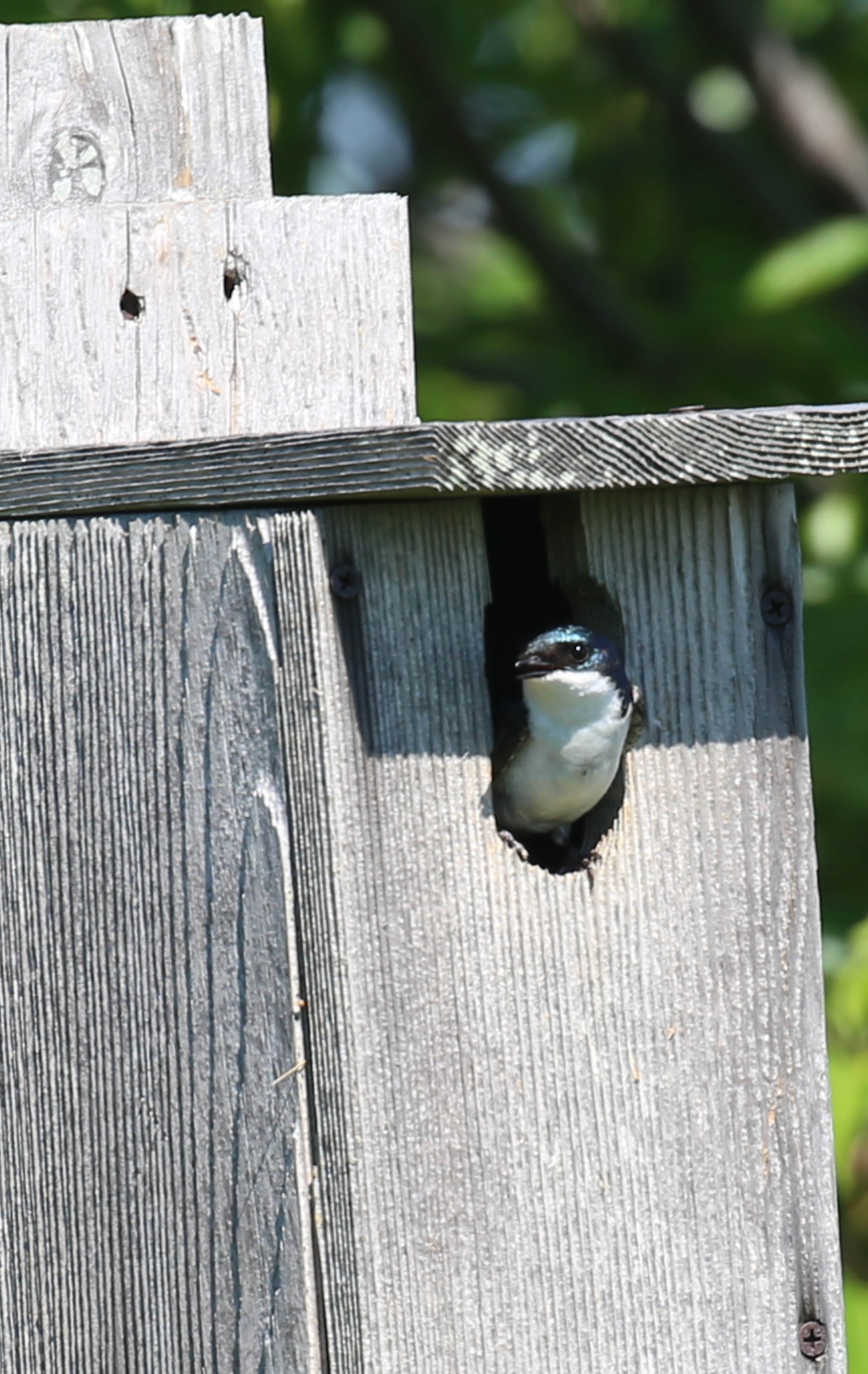 Tree Swallow, Tachycineta bicolor